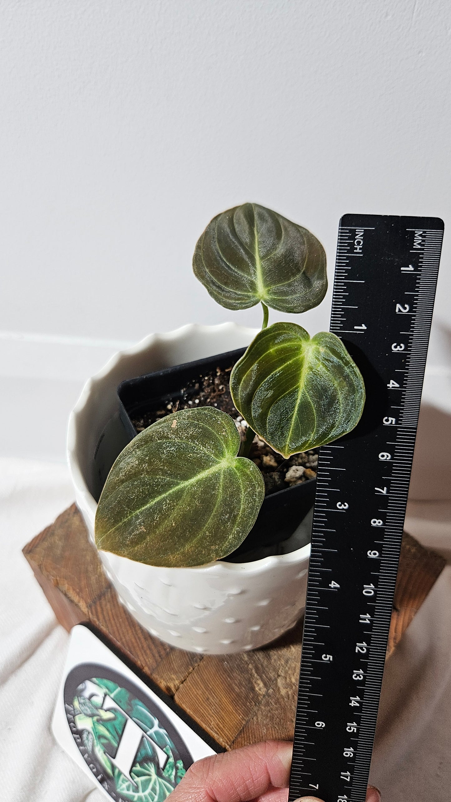 Philodendron Melanochrysum (PHI-860)