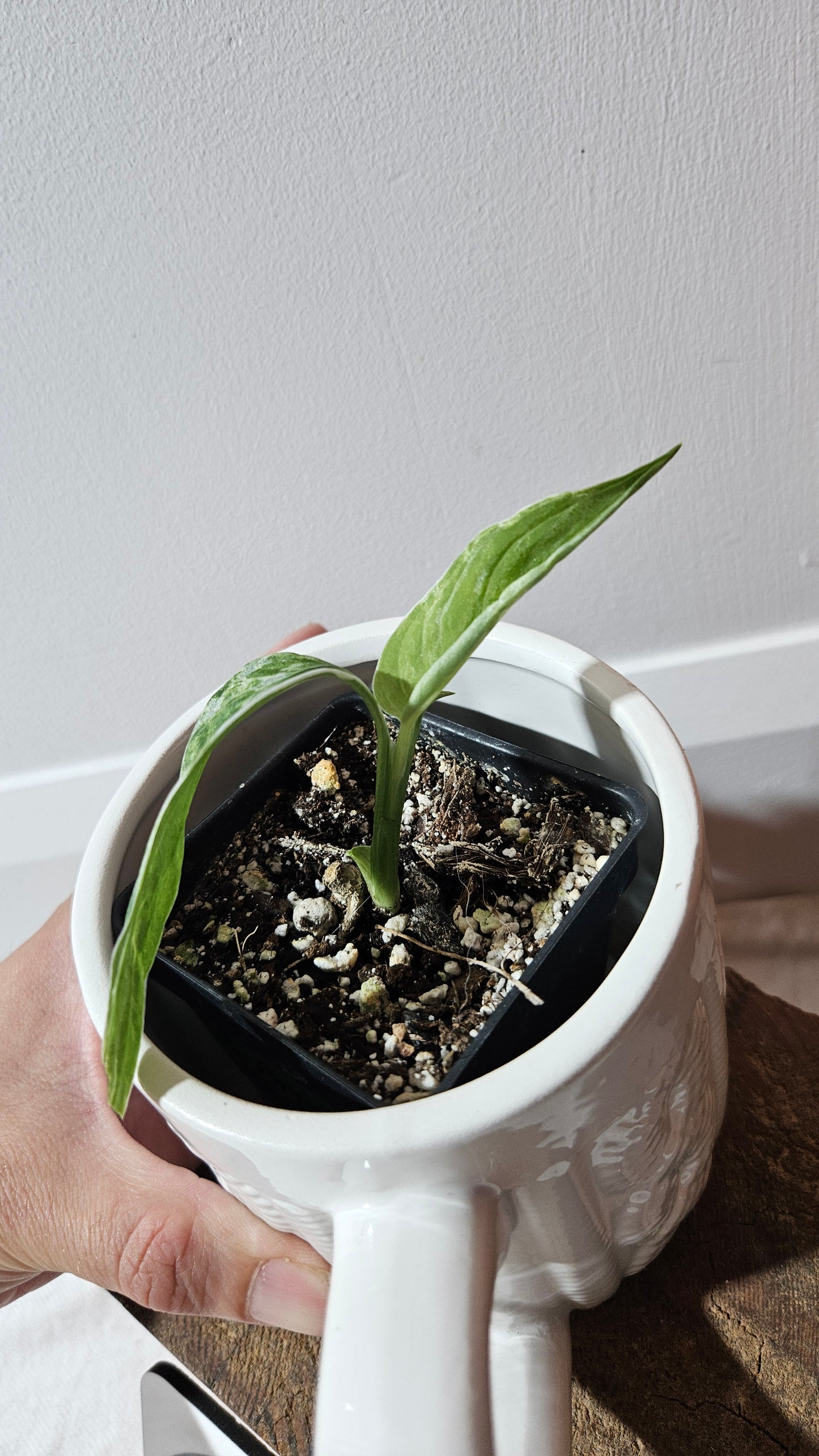 Monstera Andasonii Mint/Indo (MON-477)