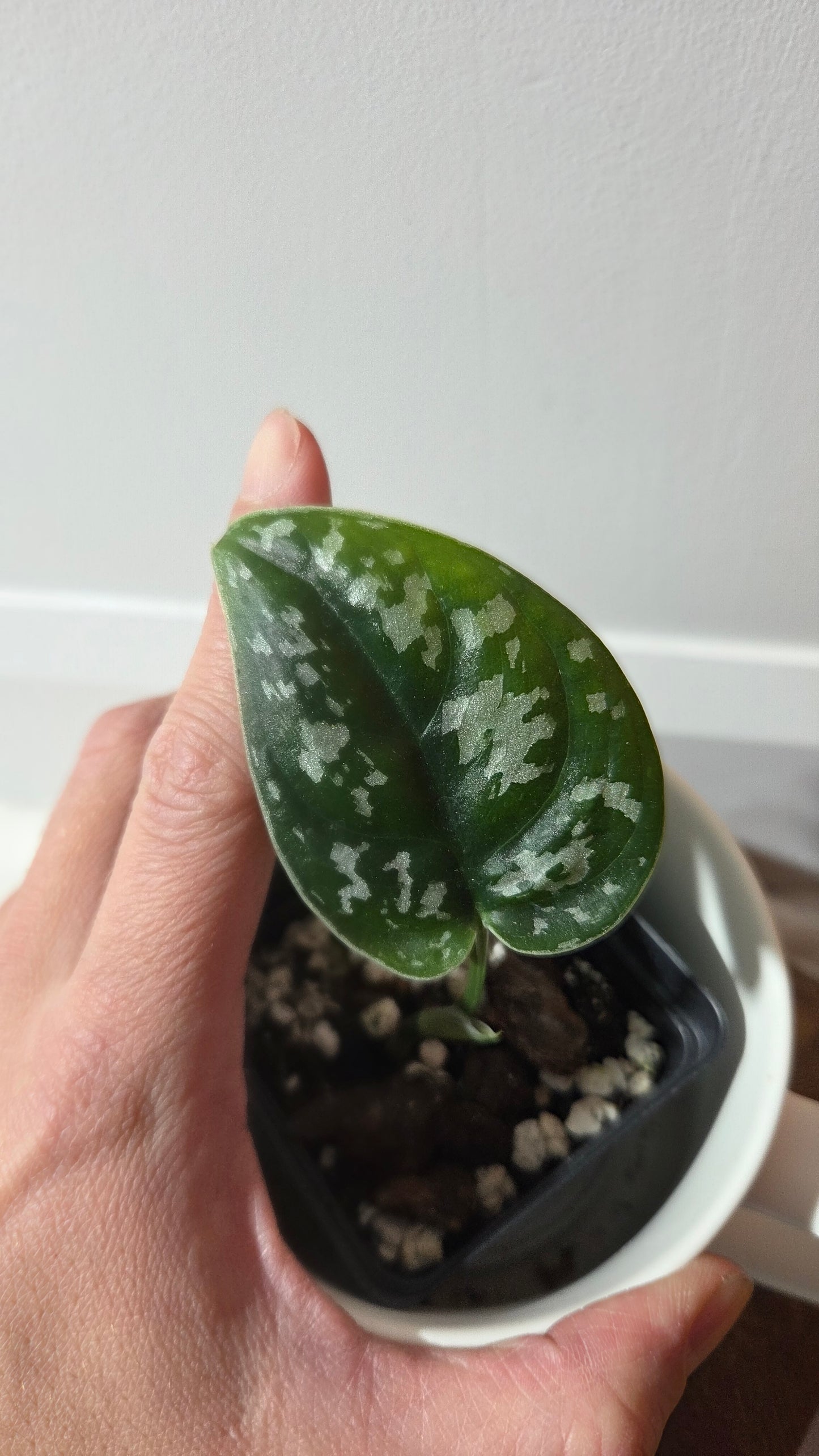 Scindapsus Exotica Batik (SCI-1359)