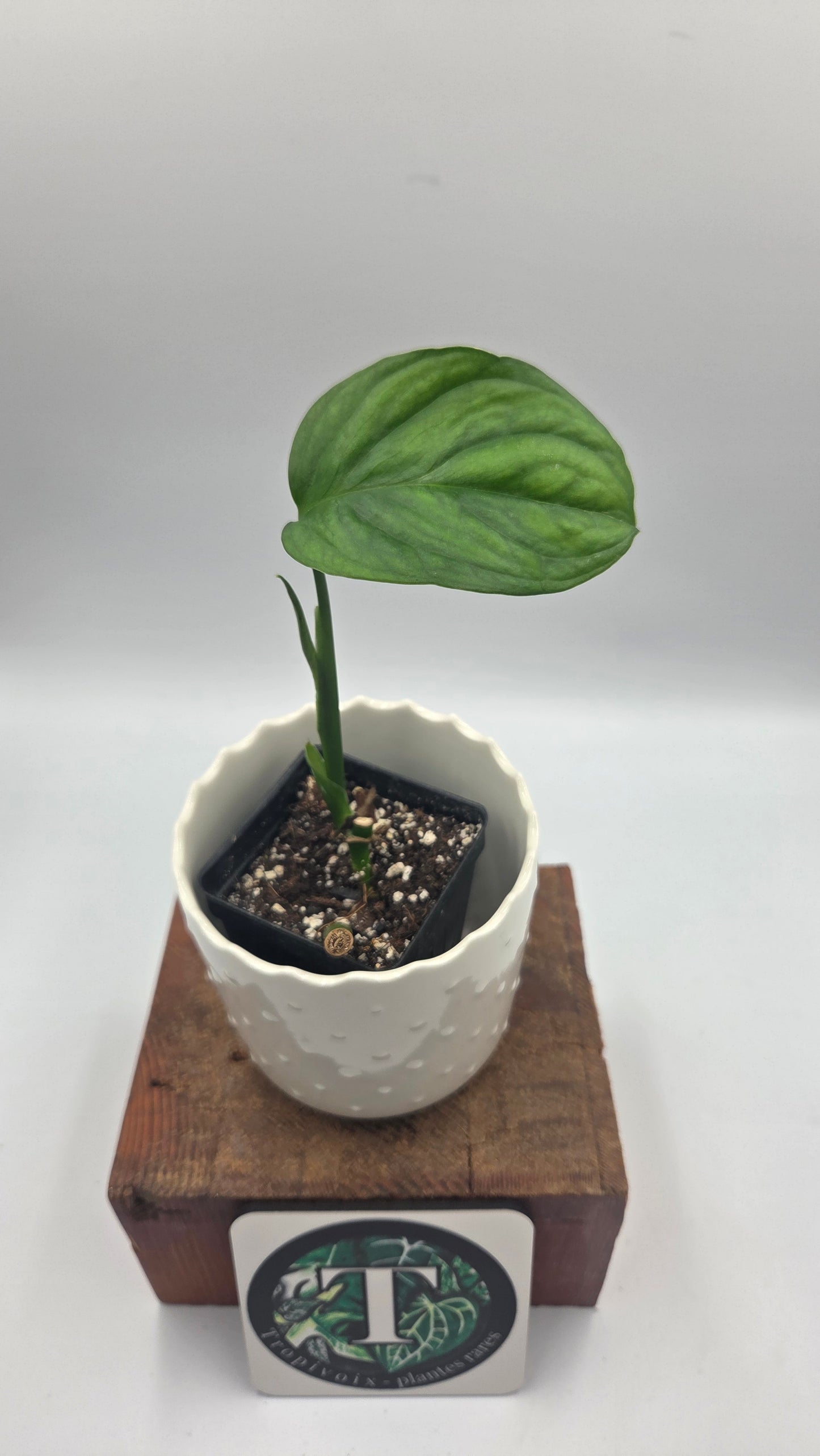 Monstera Obliqua Aff Nueva Loja (MON-559)