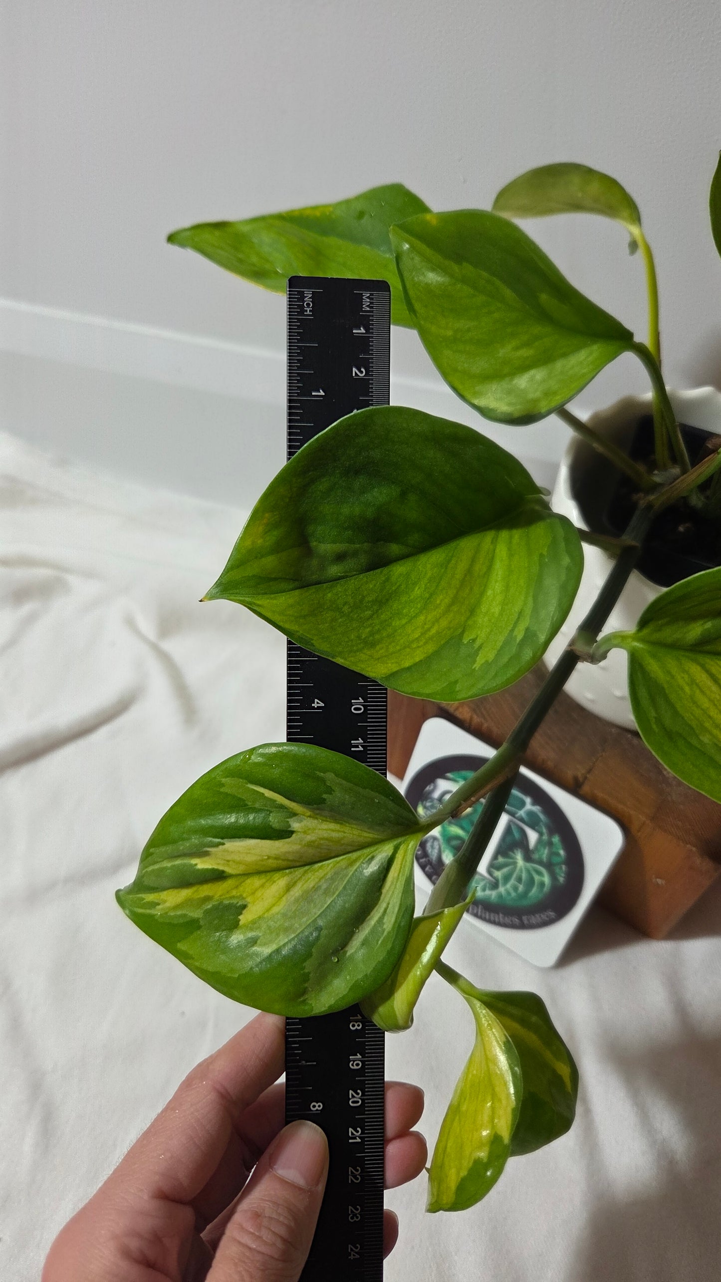 Epipremnum Aureum Manjula yellow/Olivia/Mint (EPI-238)
