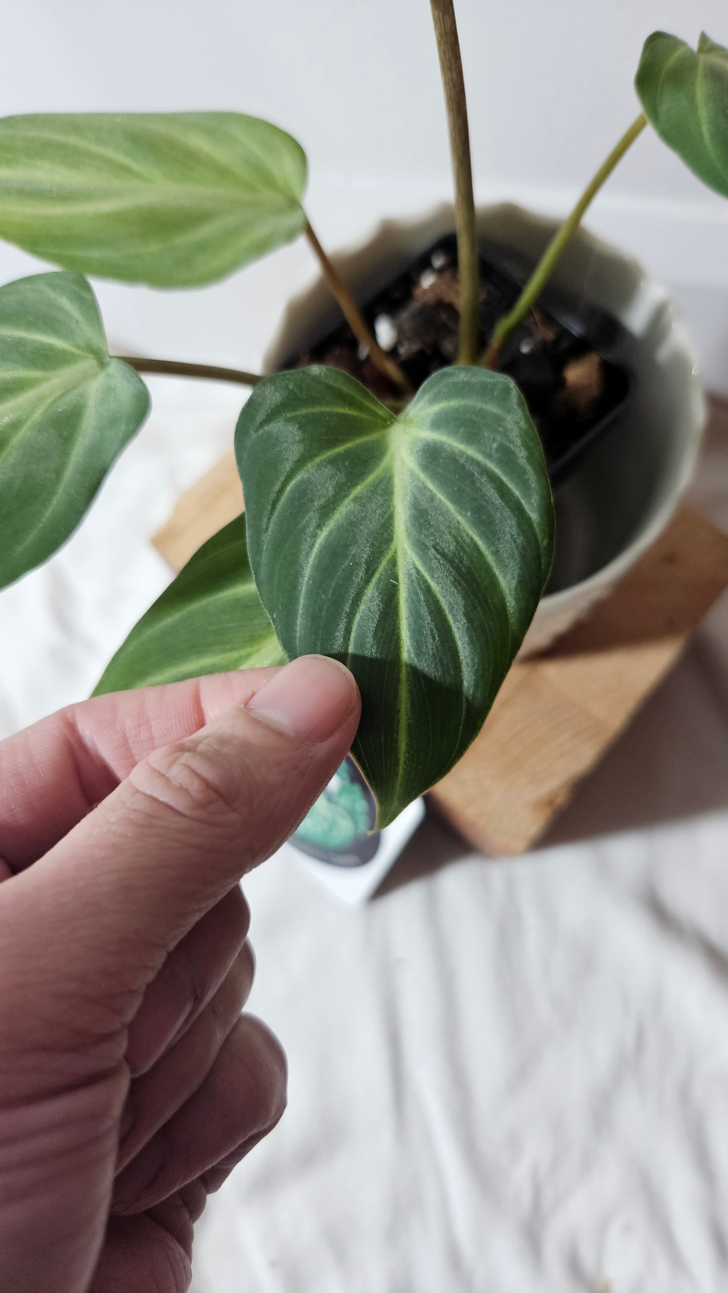 Philodendron Gloriosum White (PHI-675)