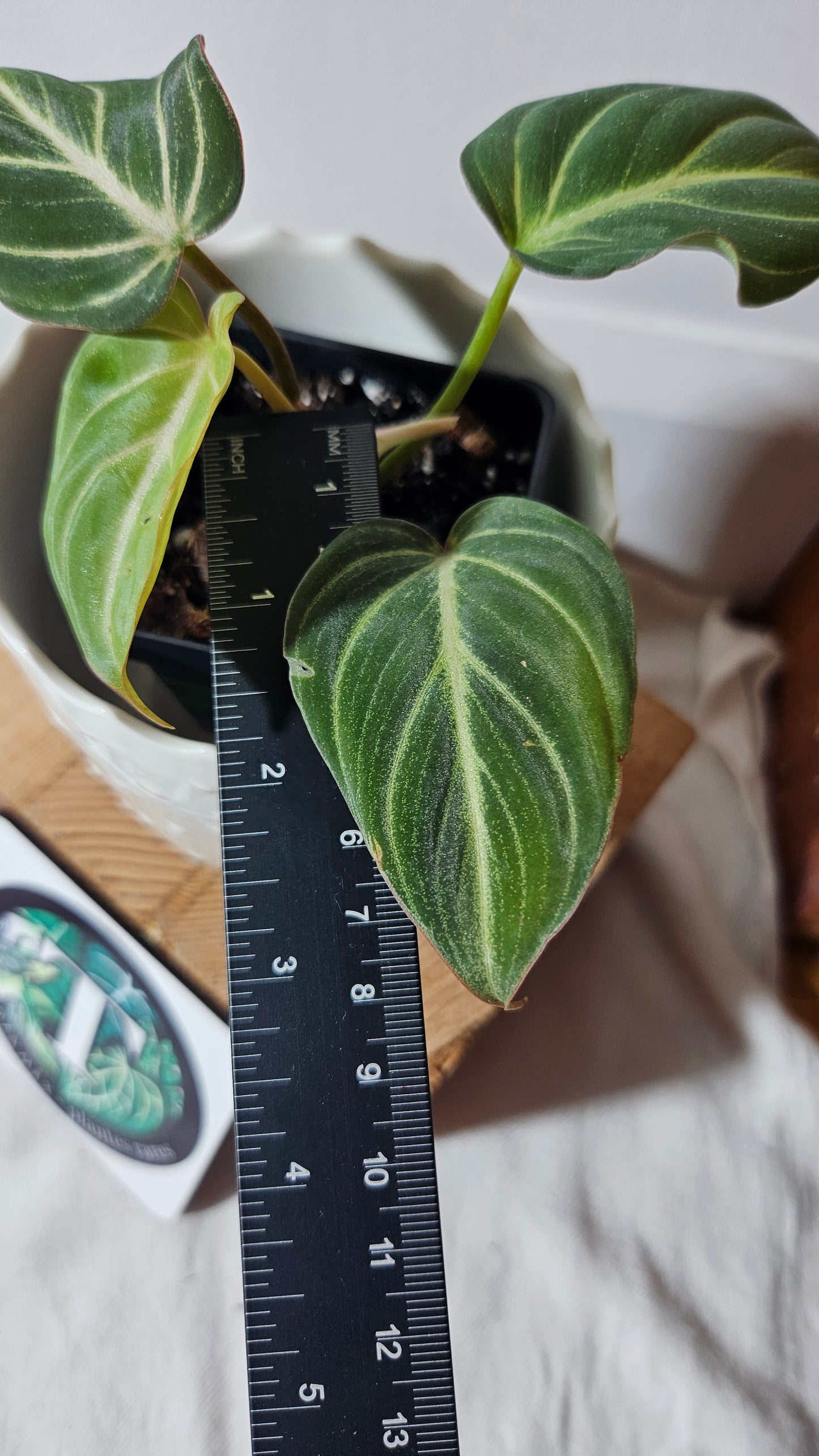 Philodendron Gloriosum Silver (PHI-669)