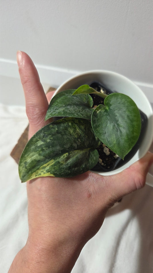 Scindapsus Pusaka (SCI-1390)