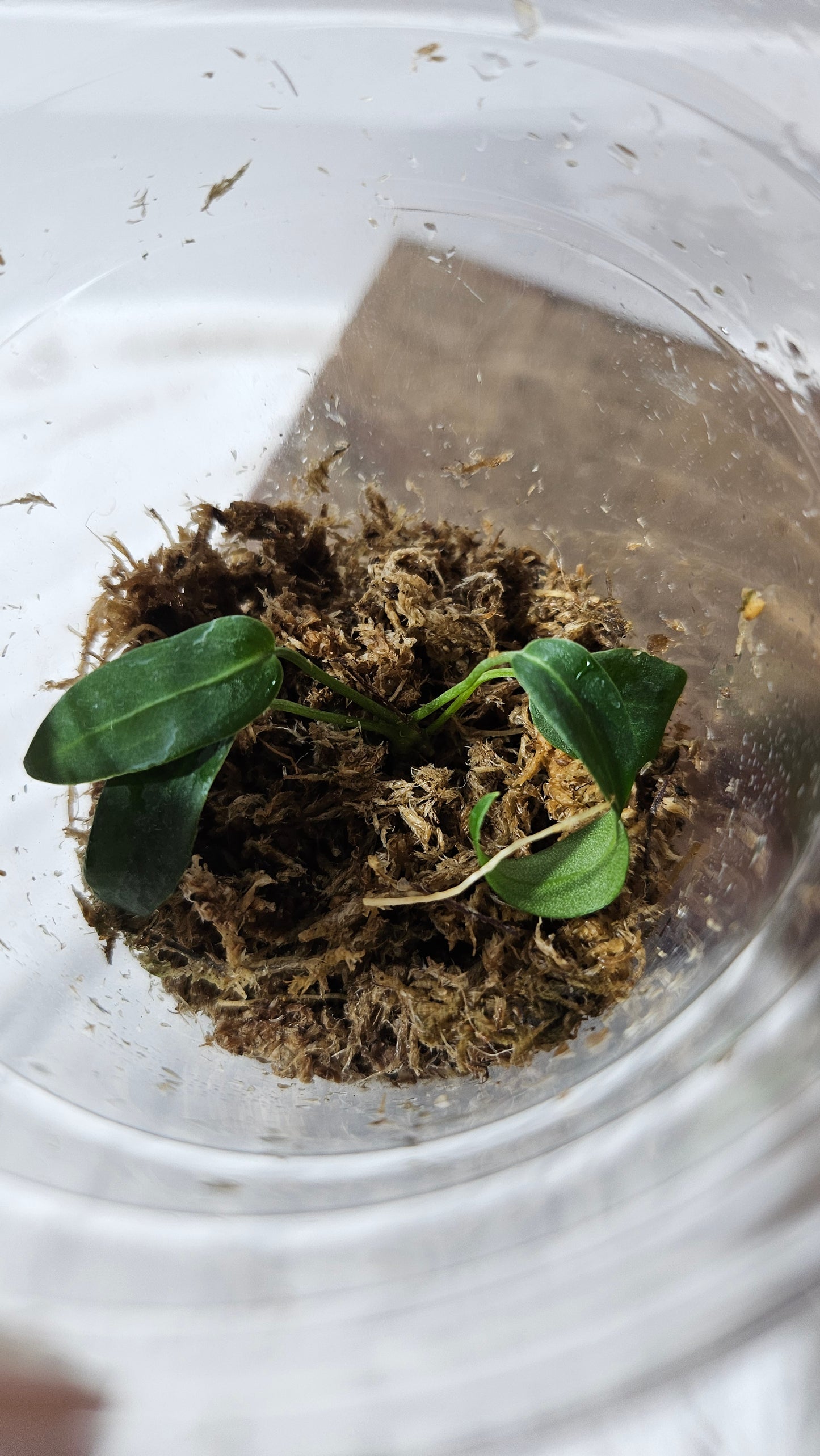 Anthurium Pallidiflorum Black "format SEEDLING"(ANT-570)