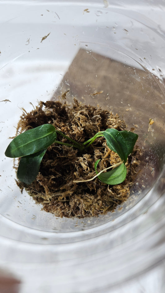 Anthurium Pallidiflorum Black "format SEEDLING"(ANT-570)