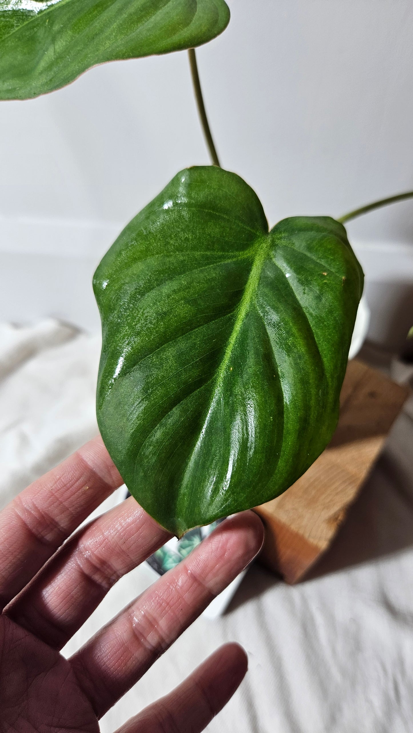 Philodendron Pastazanum (PHI-672)