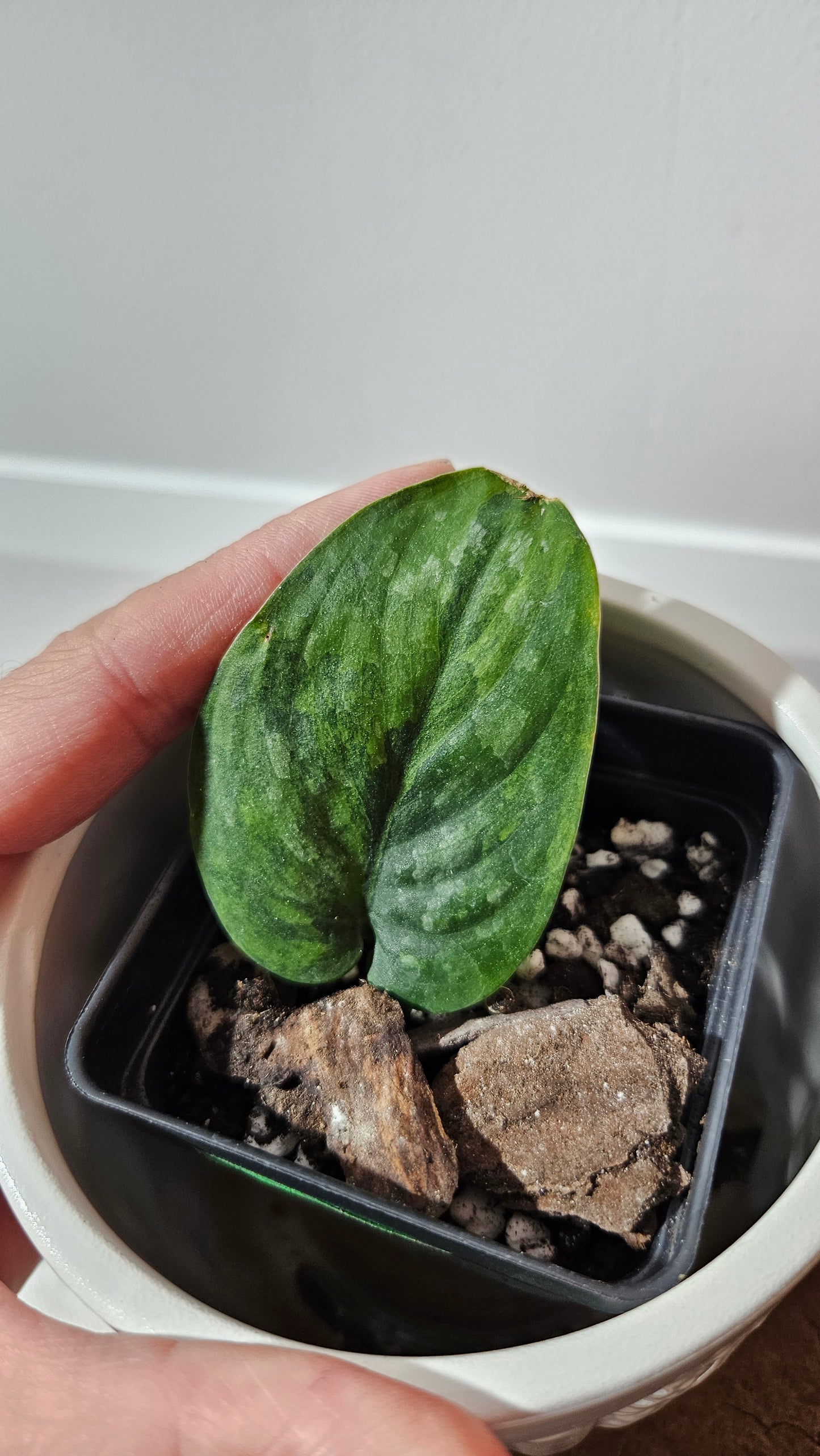 Scindapsus Green Dragon Variegata (SCI-1172)