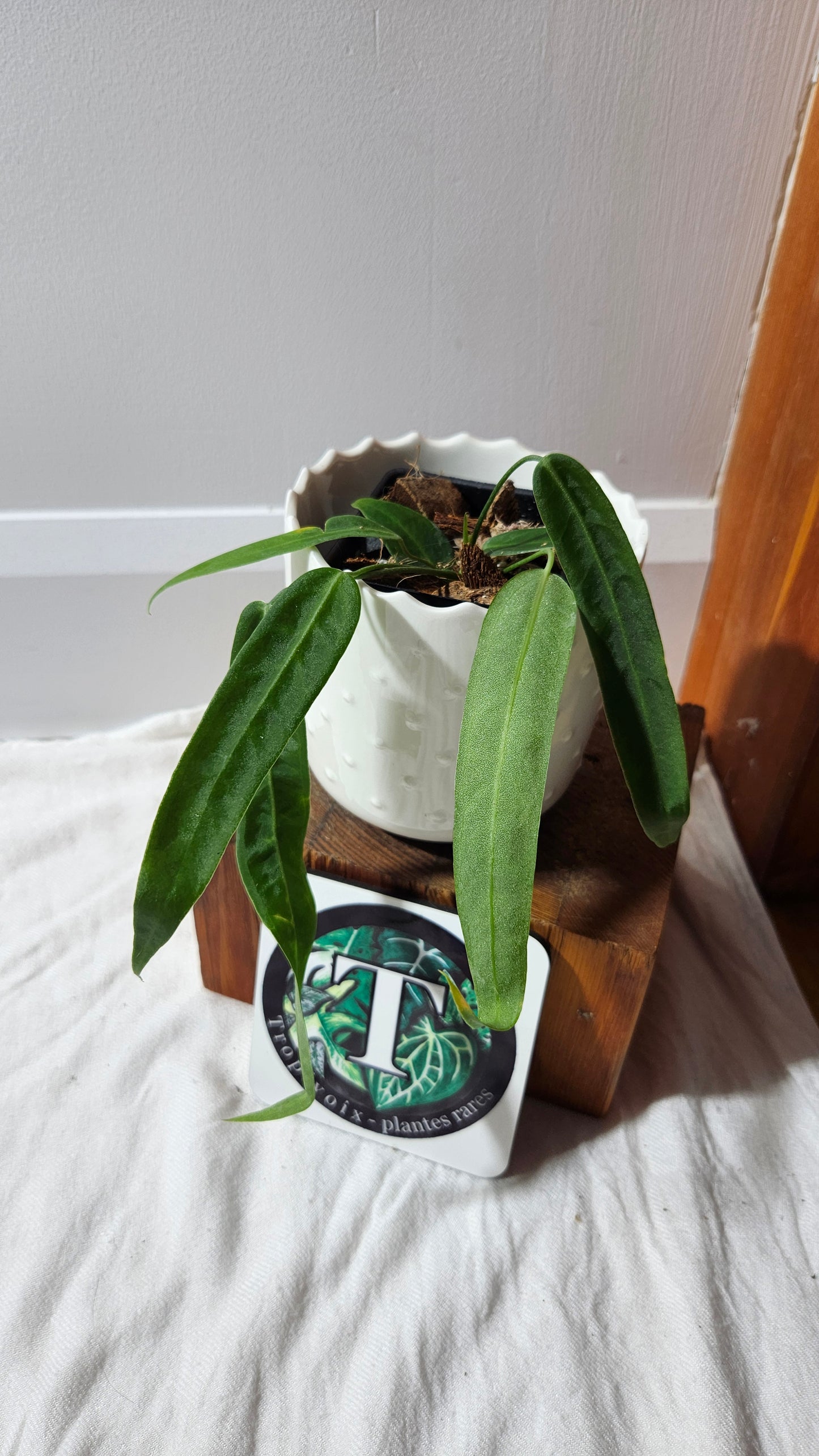 Anthurium Pallidiflorum Narrow "format PETIT"(ANT-597)