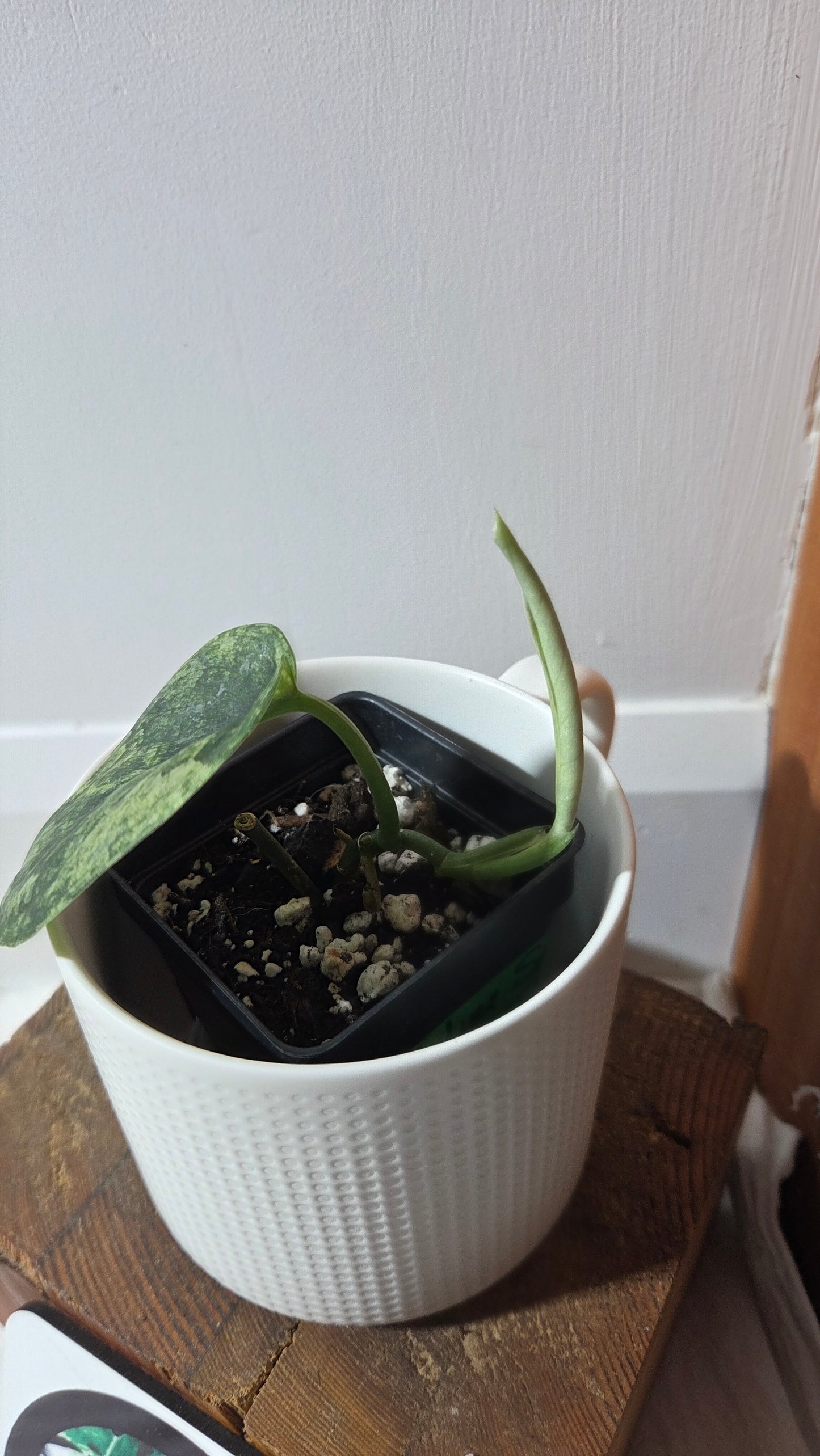 Scindapsus Silver Satin albo (SCI-1376)