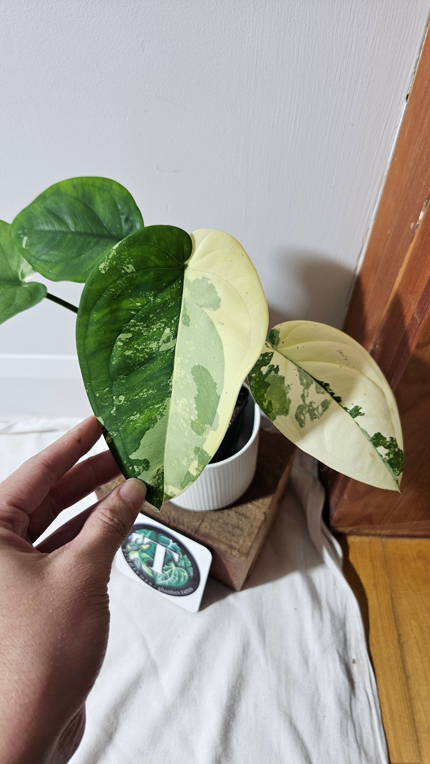 Syngonium Chiapense Albo (SYN-481)