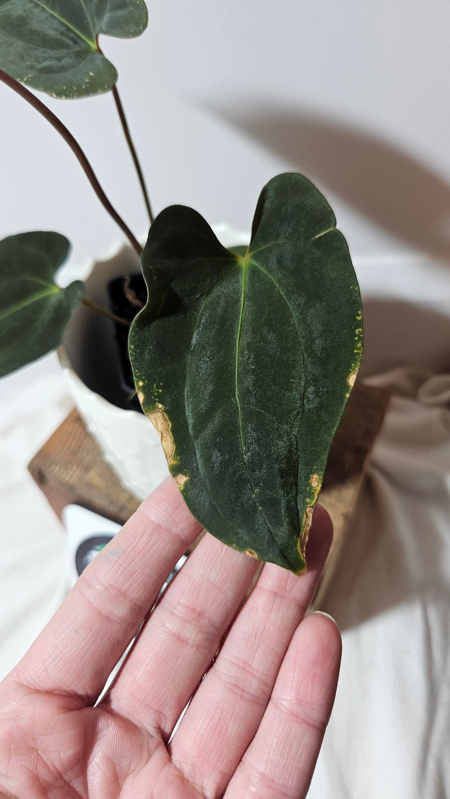 Anthurium SP Black Velvet "format MOYEN" (ANT-204)