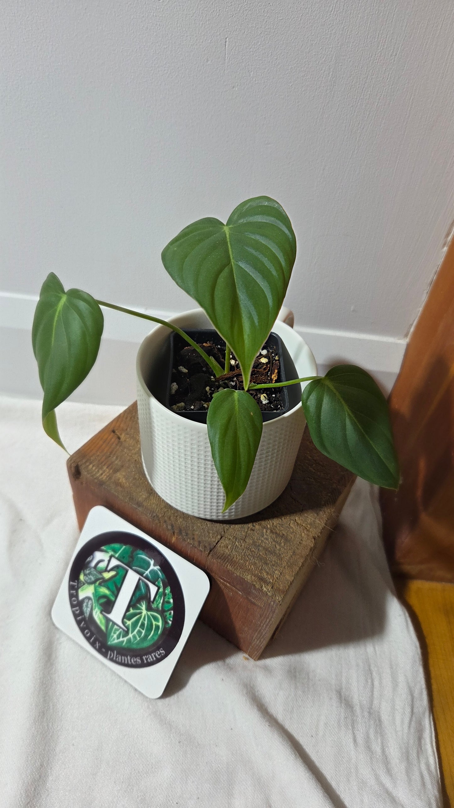 Philodendron Dean McDowell (PHI-1005)