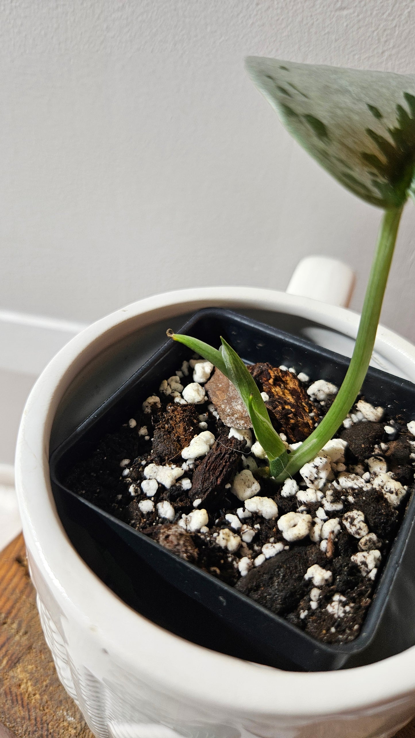 Scindapsus Sparkling Silver (SCI-1125)