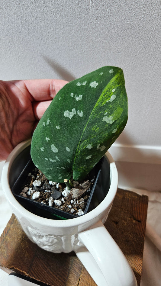 Scindapsus Sentarum (SCI-1234)