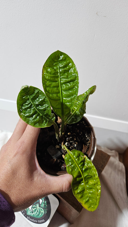 Anthurium Reflexinervium "format PETIT"(ANT-487)