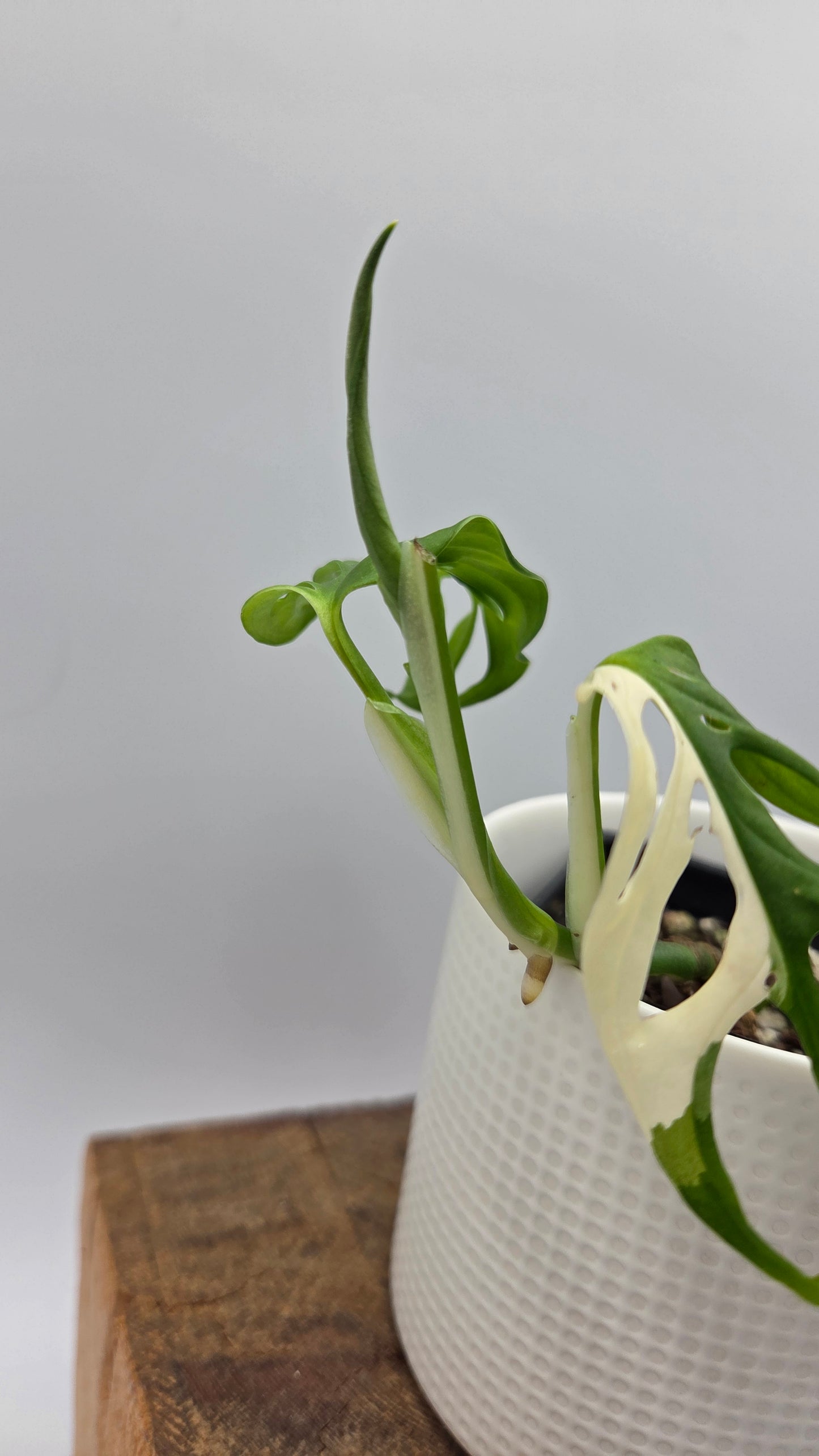 Monstera Andasonii Tricolore (MON-510)
