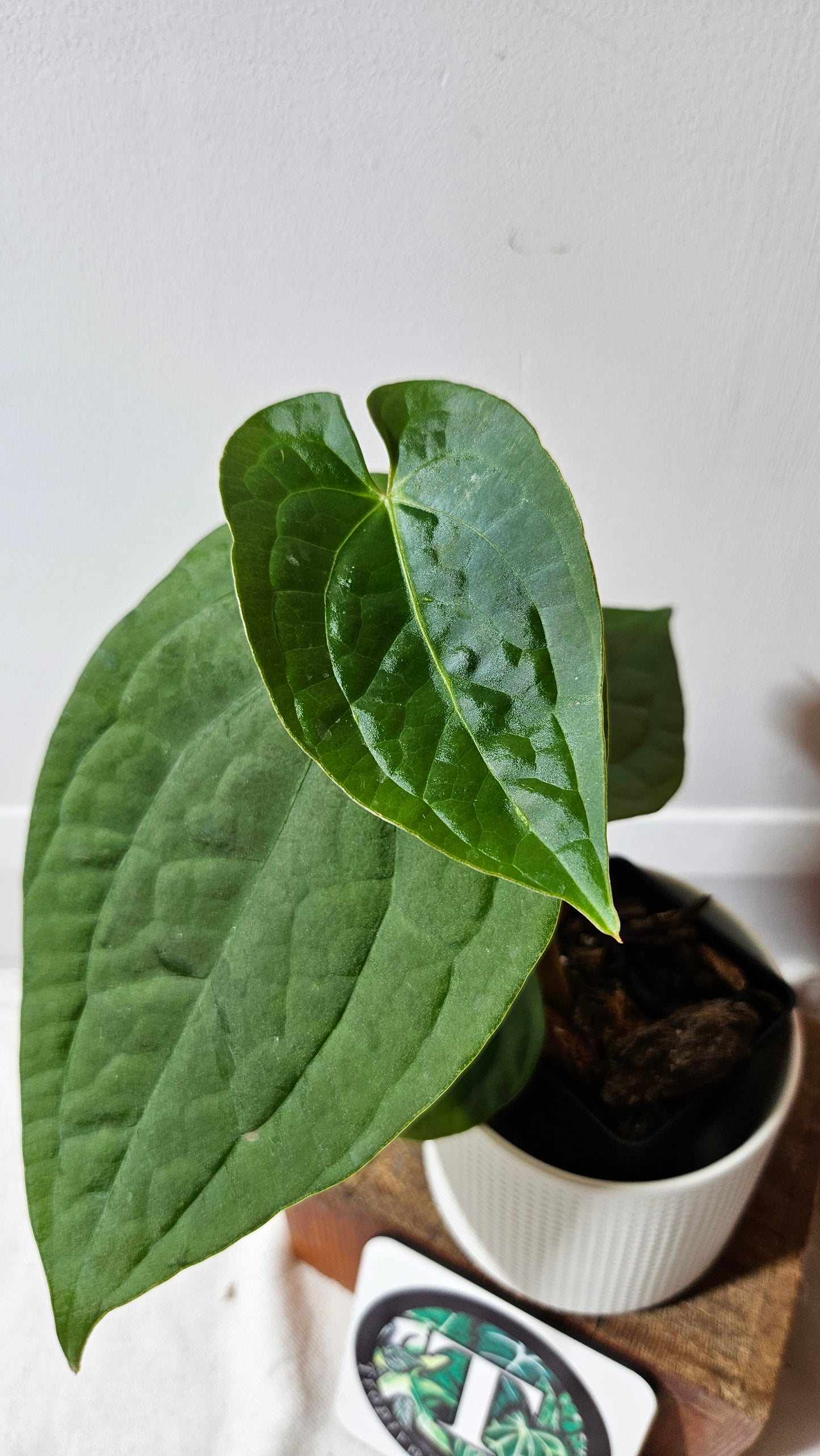 Anthurium Forgetti X Luxurians "format MOYEN" (ANT-634)