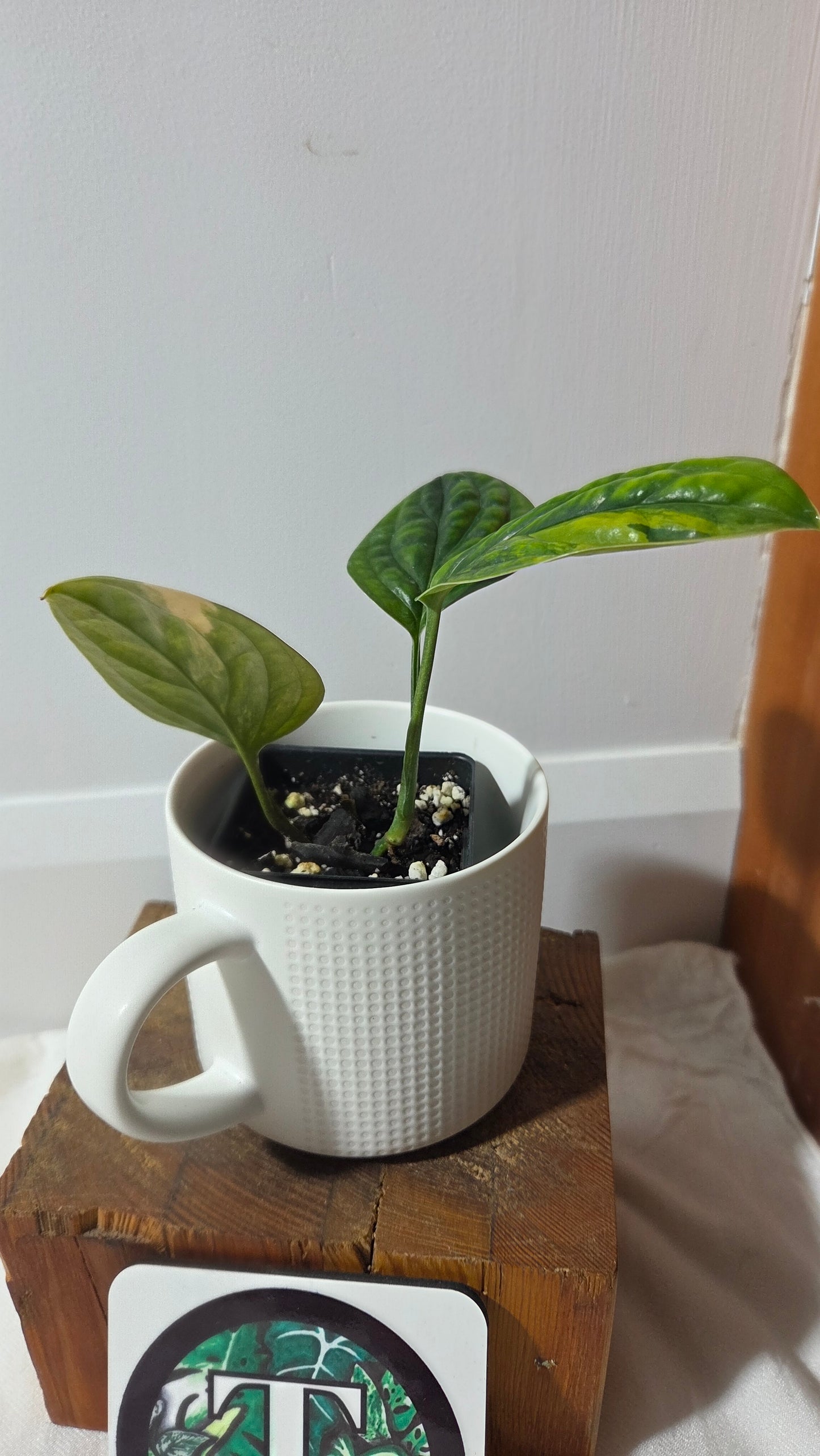 Monstera Karstenianum/Peru Variegata (MON-501)