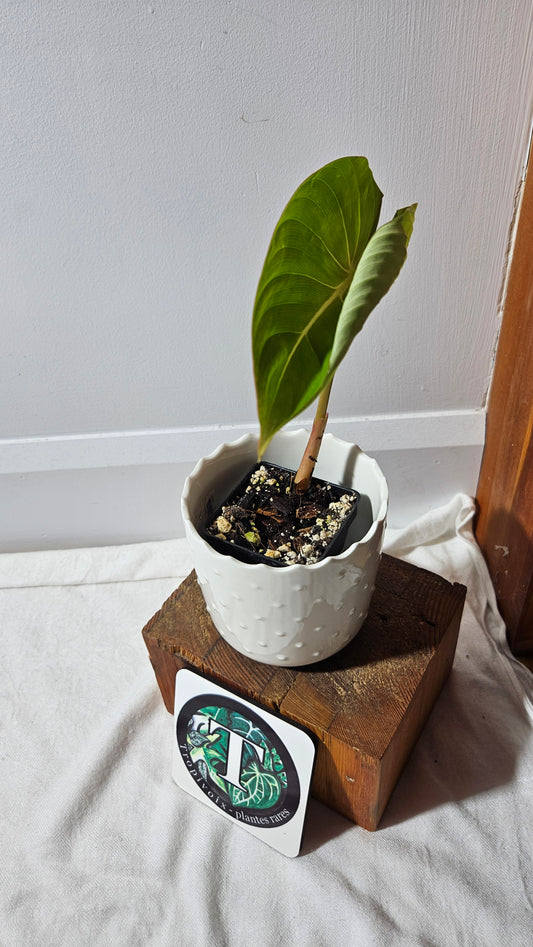 Philodendron Gloriosum (PHI-811)