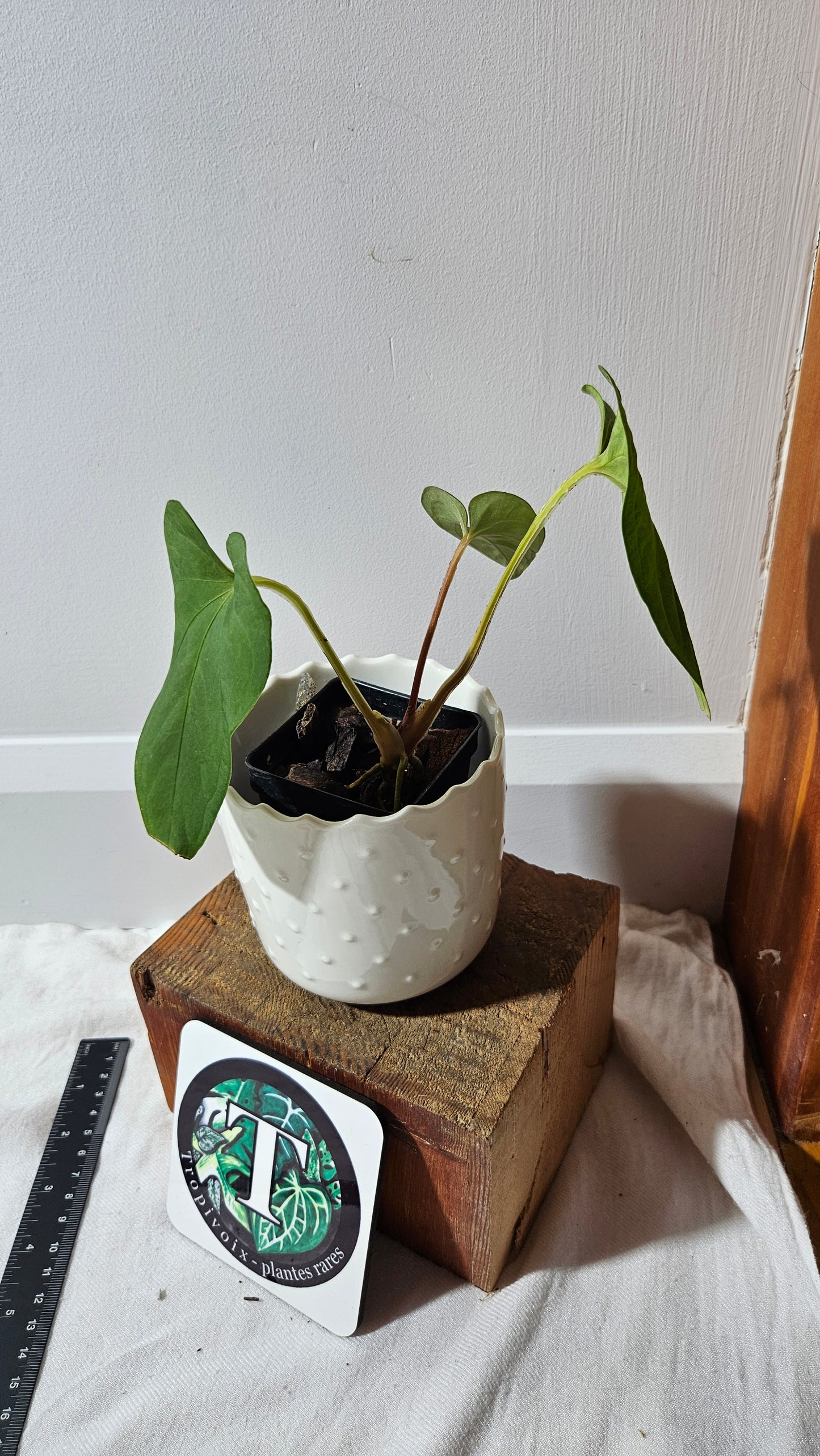 Anthurium  Tiwintza Aff Velvet "format MOYEN" (ANT-243)