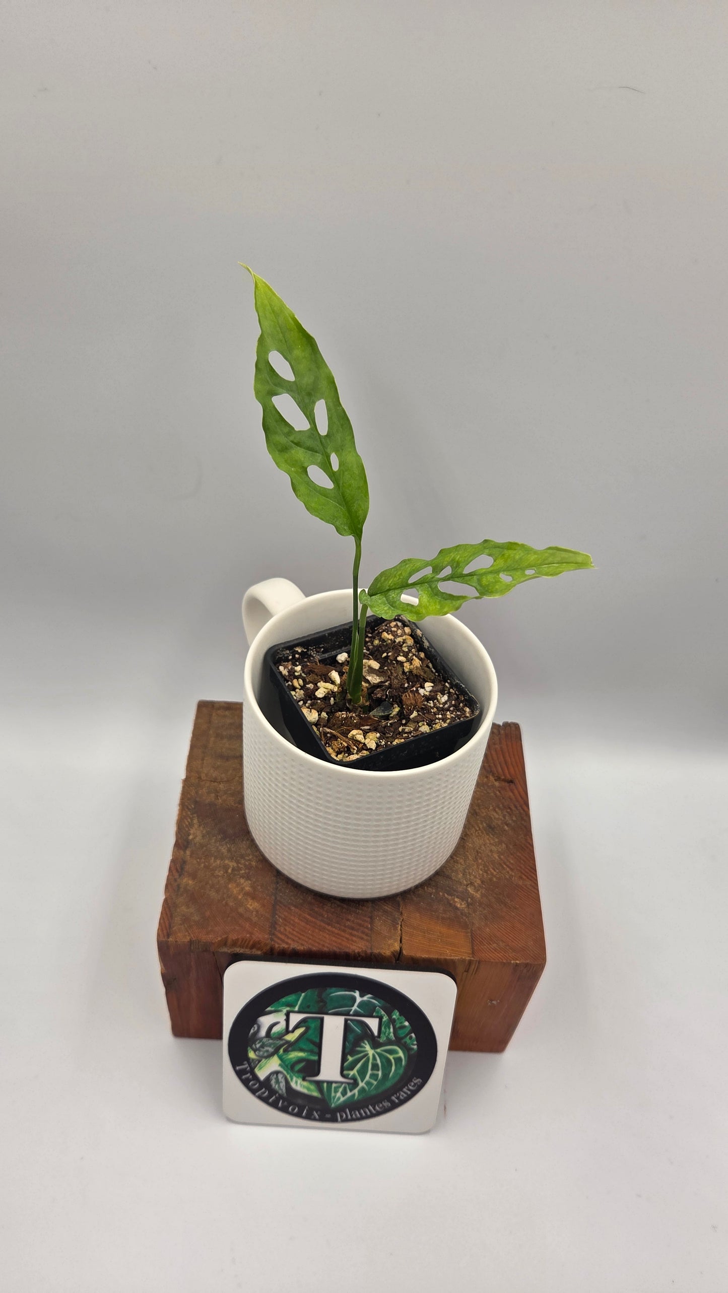 Monstera Obliqua Peru (MON-347)