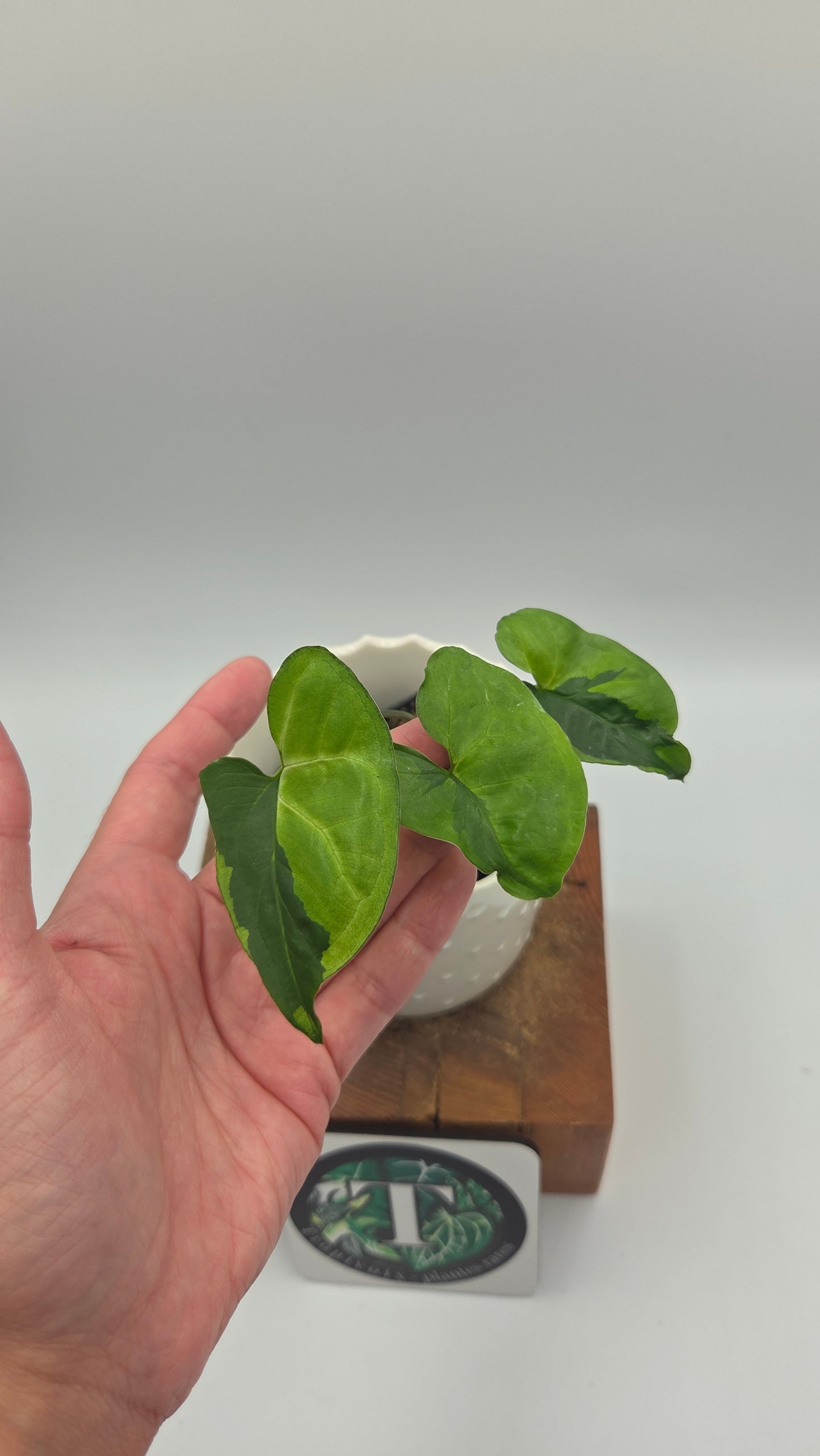 Syngonium Green Beauty (SYN-506)