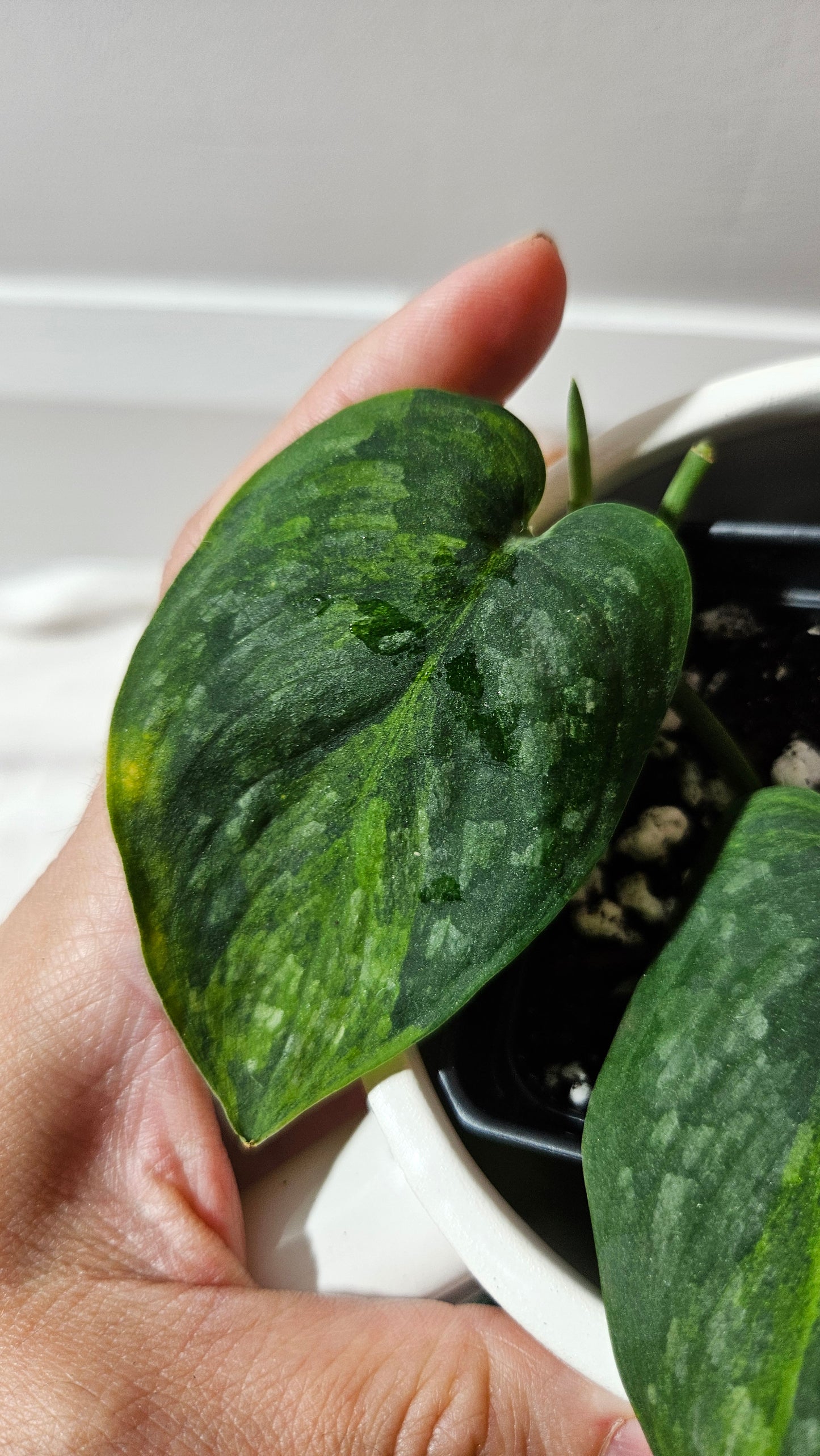 Scindapsus Green Dragon Variegata (SCI-1172)