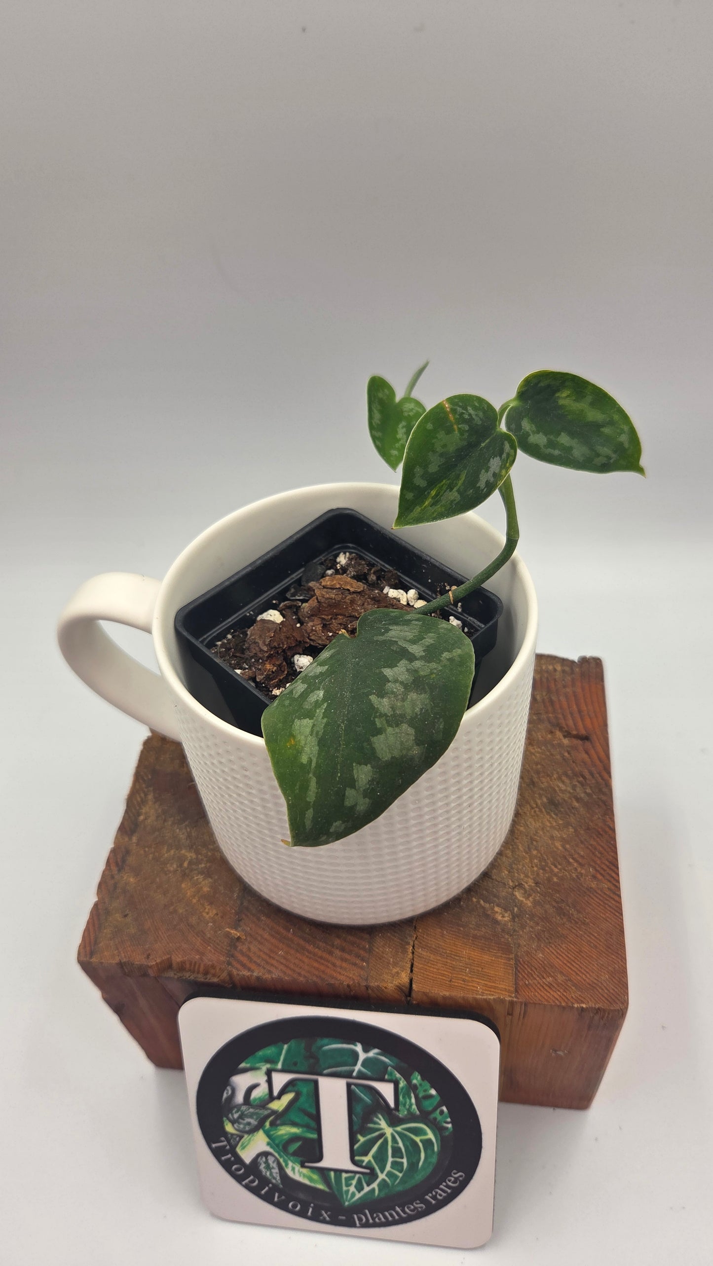 Scindapsus Green Diamond (SCI-1501)