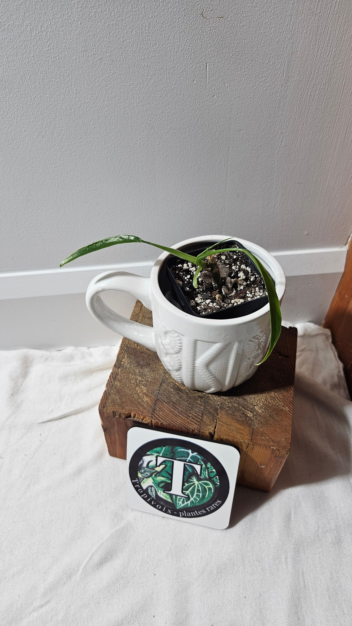 Philodendron Holtonianum Super Narrow (PHI-529)