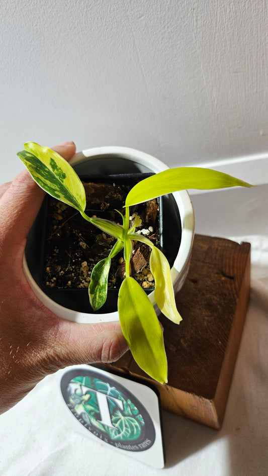 Philodendron Domesticum Variegata (PHI-912)