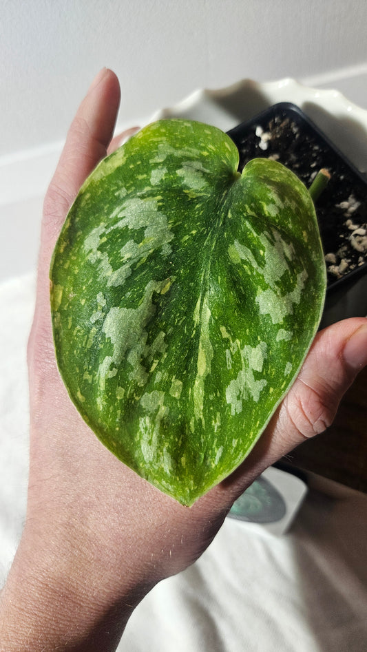 Scindapsus Baticon (SCI-923)