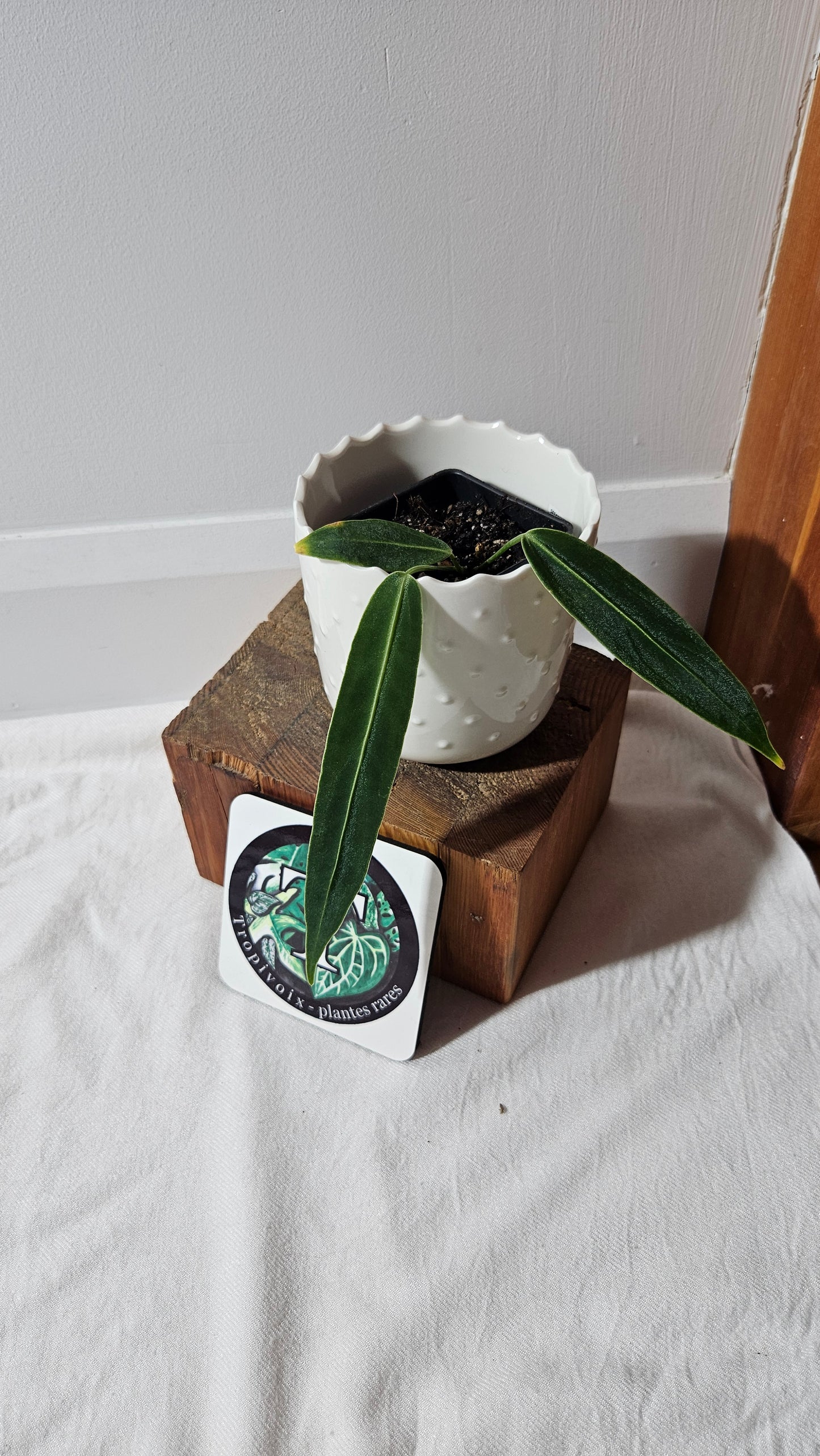 Anthurium Warocqueanum  "format PETIT"(ANT-437)