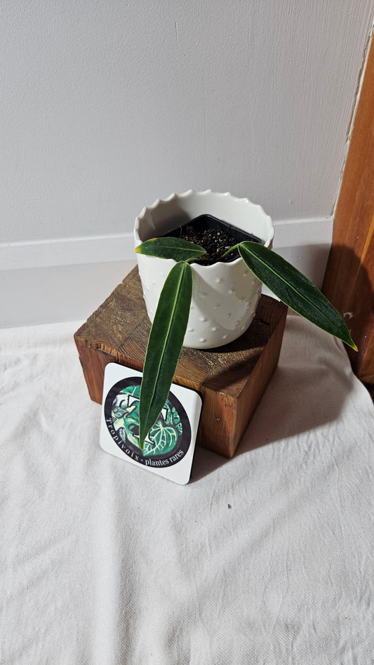 Anthurium Warocqueanum  "format PETIT"(ANT-437)