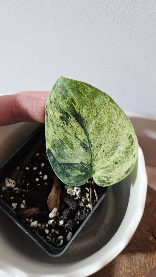 Scindapsus Silver Cloud mutation (SCI-998)