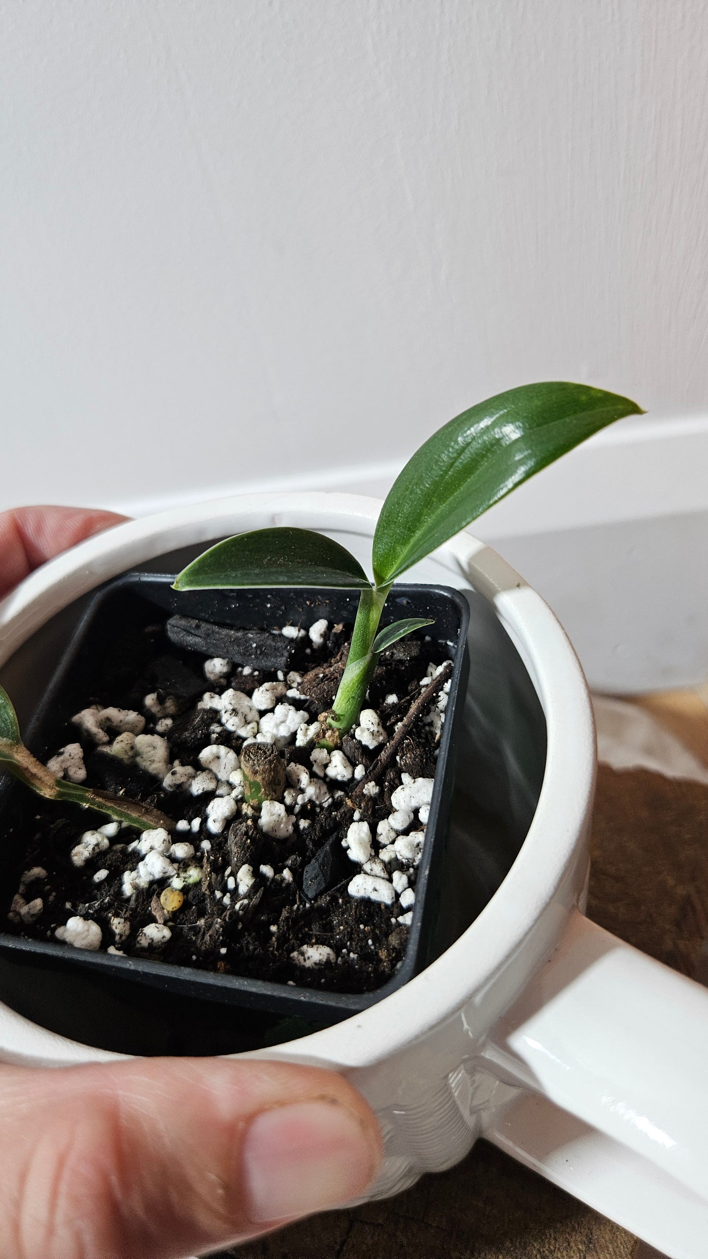 Scindapsus Rupestris Aurea REVERT (SCI-1308)