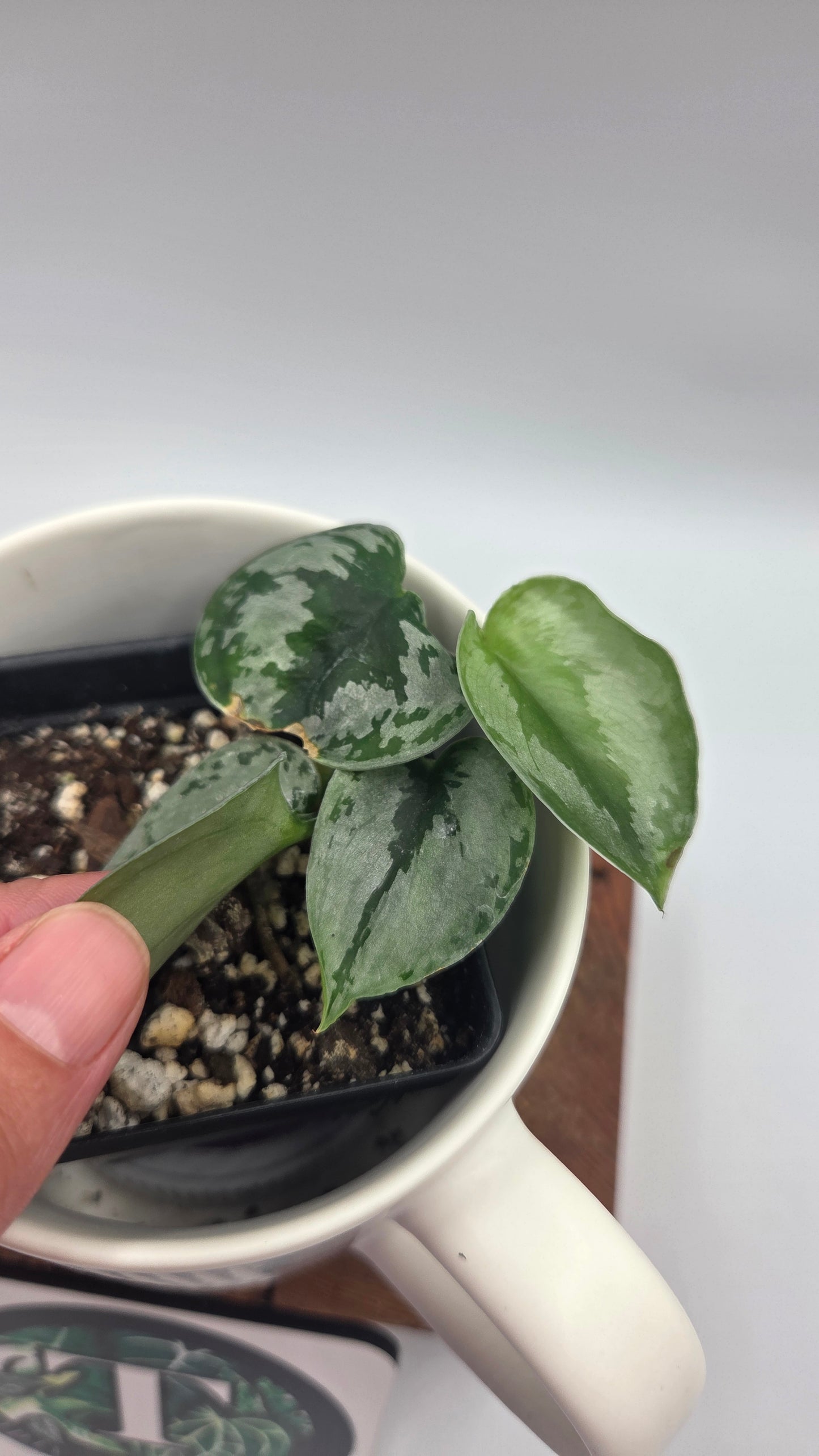 Scindapsus Sparkling (SCI-1495)