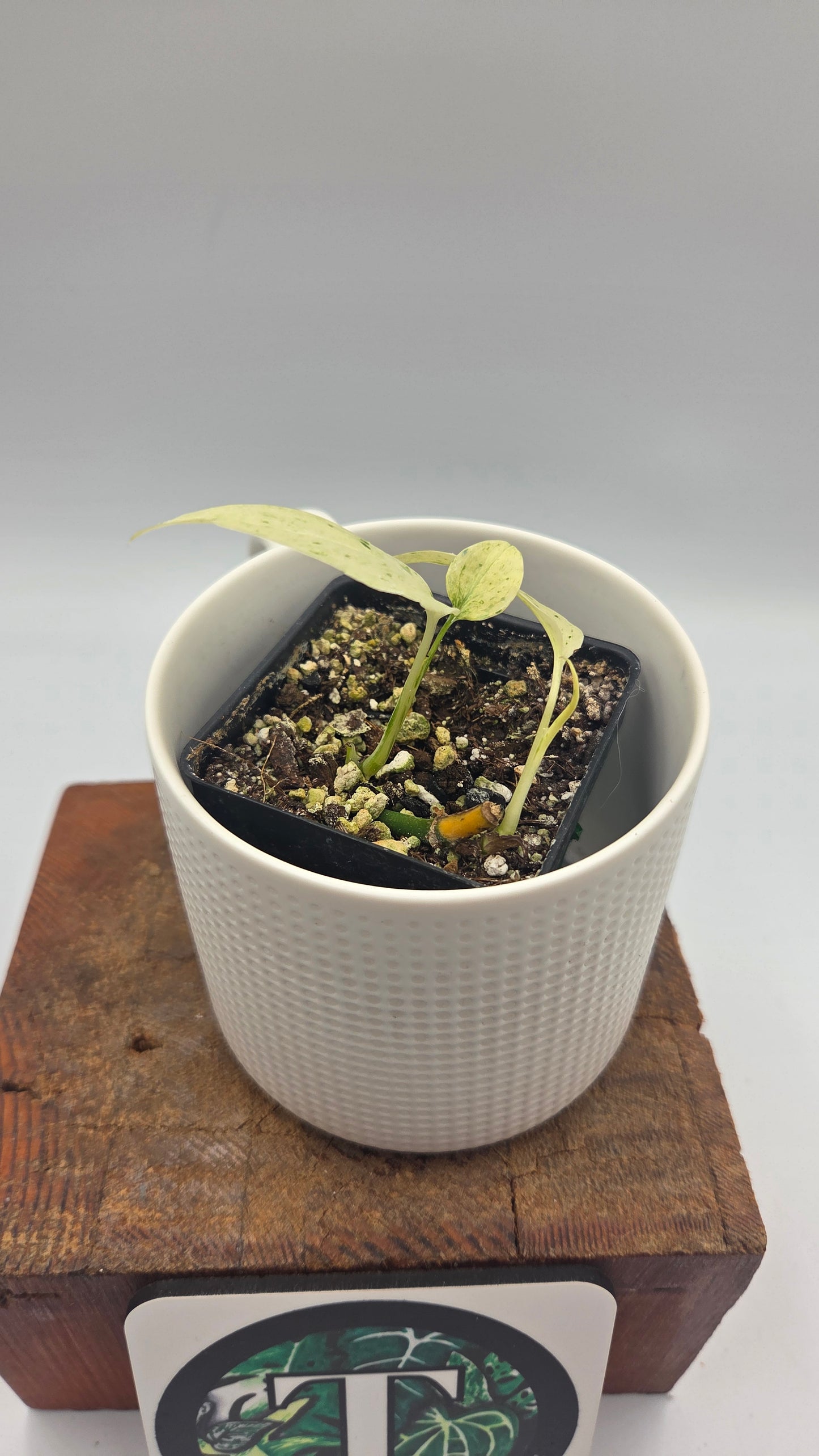 Monstera Laniata Mint (MON-339)