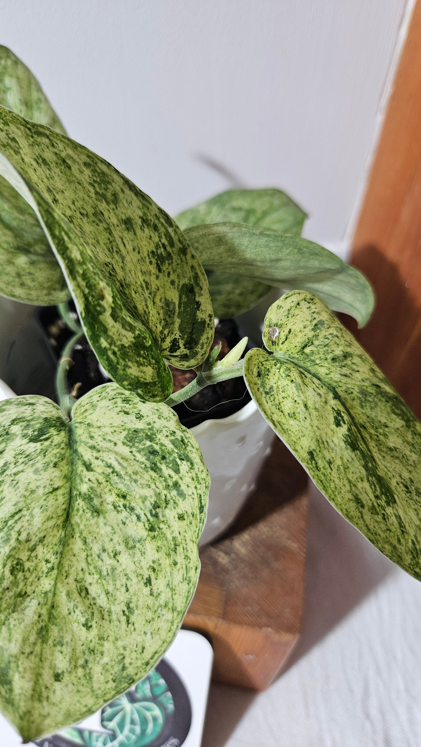 Scindapsus Silver Splash Variegata (SCI-996)