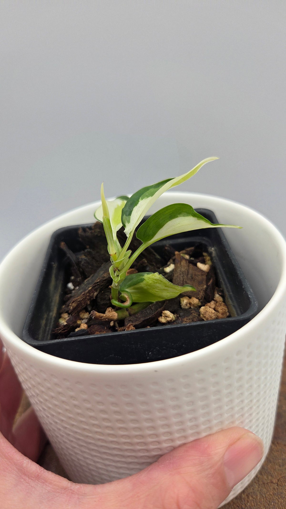 Philodendron Hederaceum Cream Splash (PHI-1102)