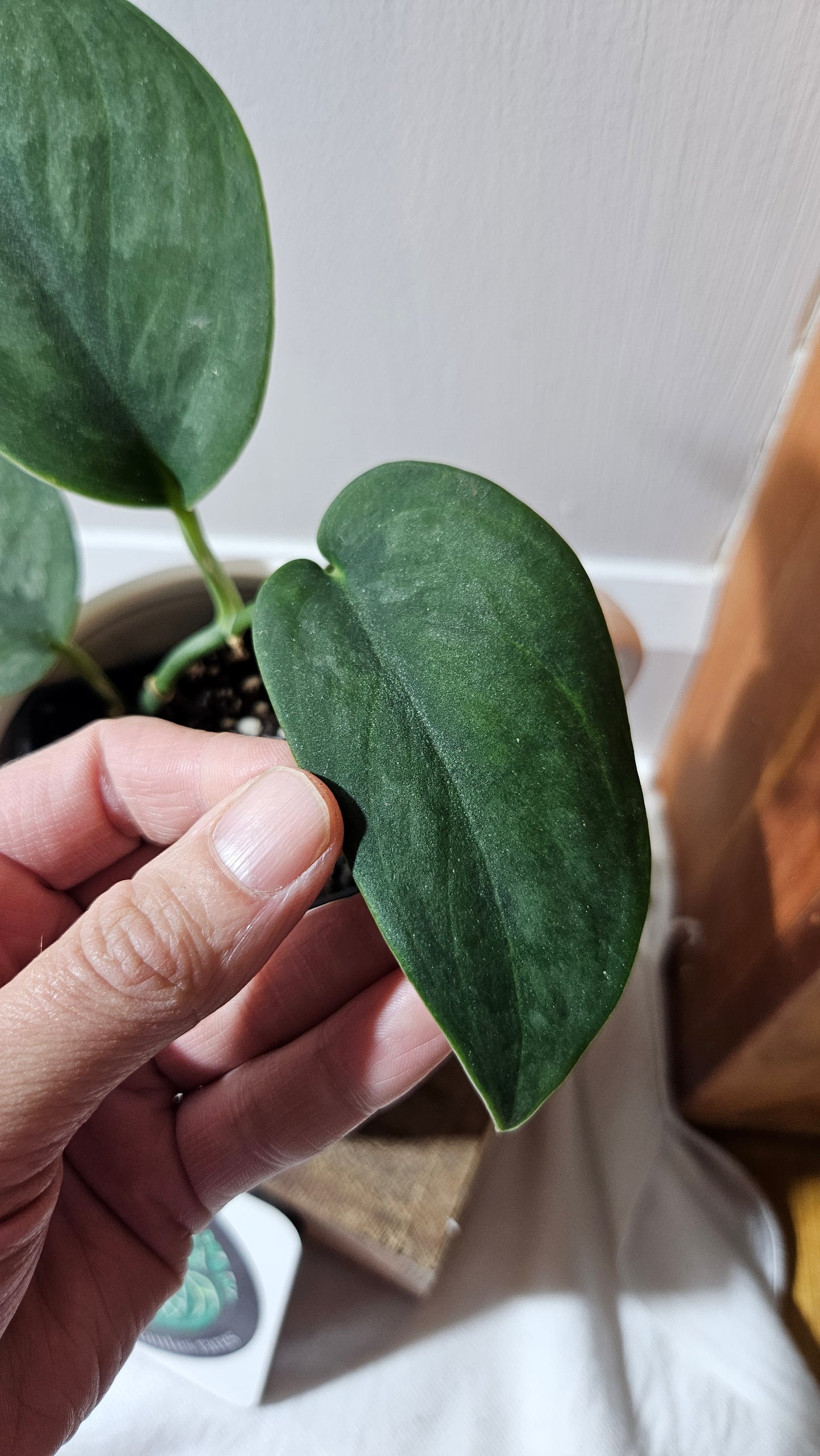 Scindapsus Blurik (SCI-1114)