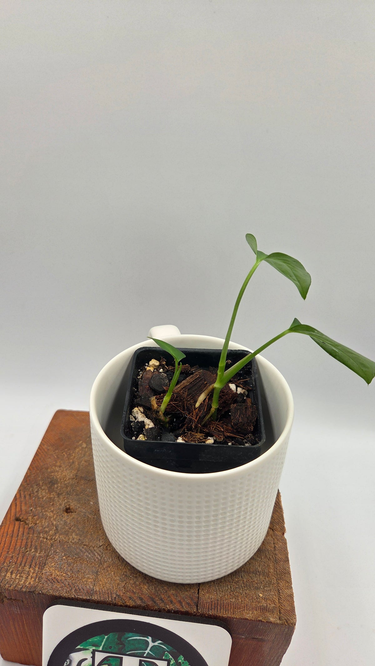 Monstera Obliqua Aff Indanza (MON-284)