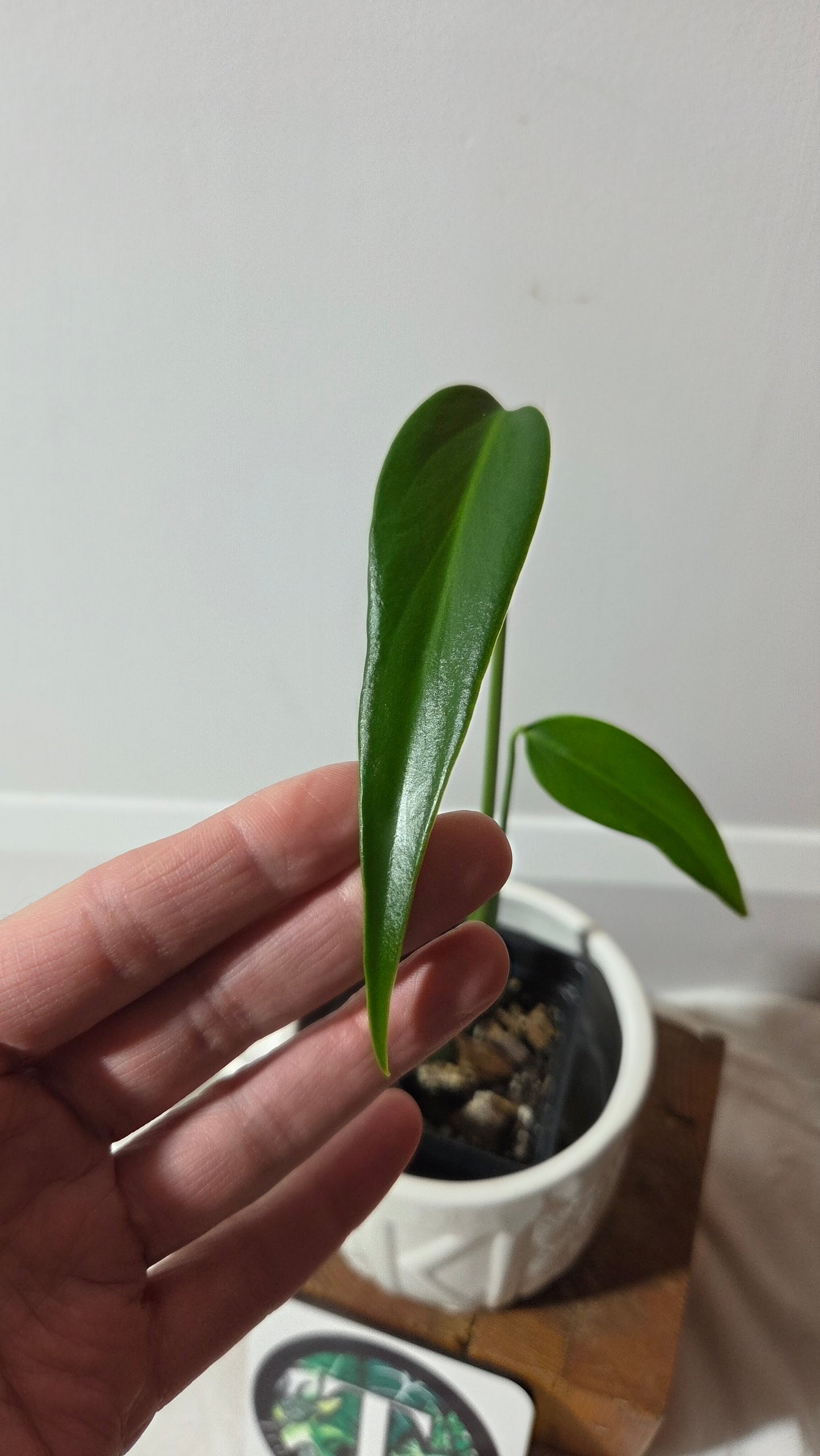 Monstera Burlemarx Flame/Dilacerata (MON-521)