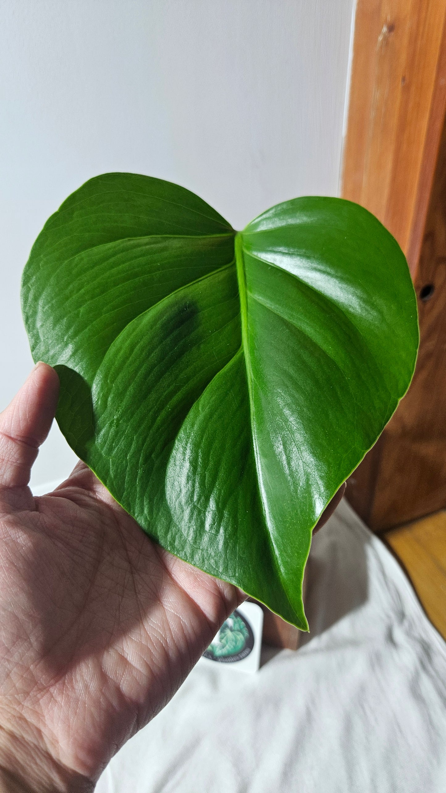 Monstera Brazilian Form (MON-450)