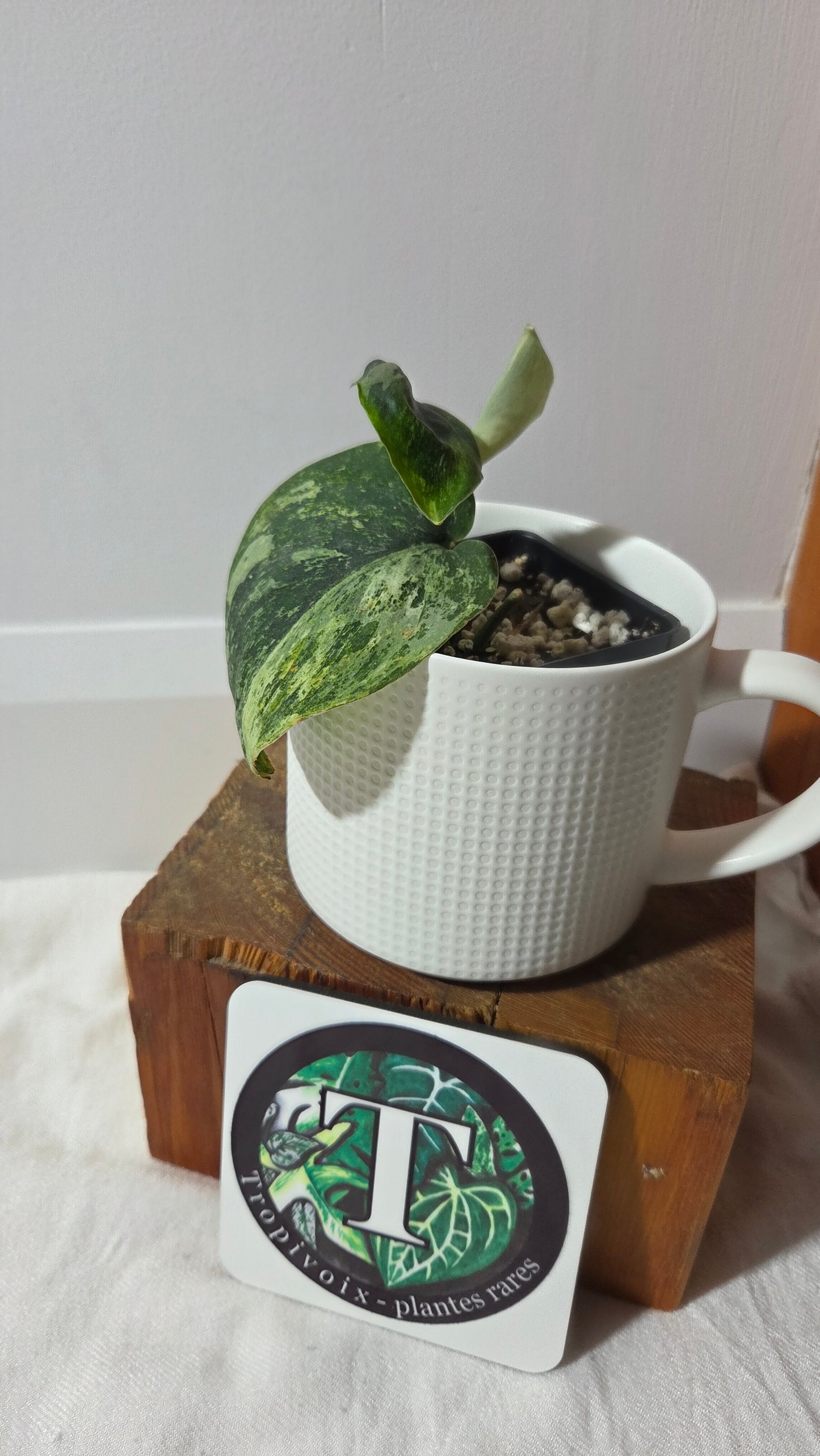 Scindapsus Dark satin Tricolore (SCI-1392)