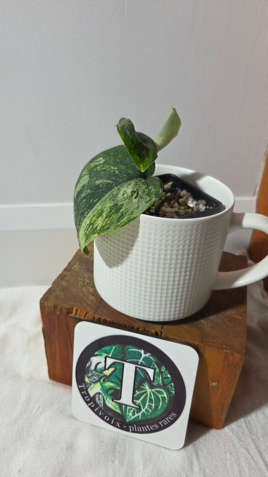 Scindapsus Dark satin Tricolore (SCI-1392)