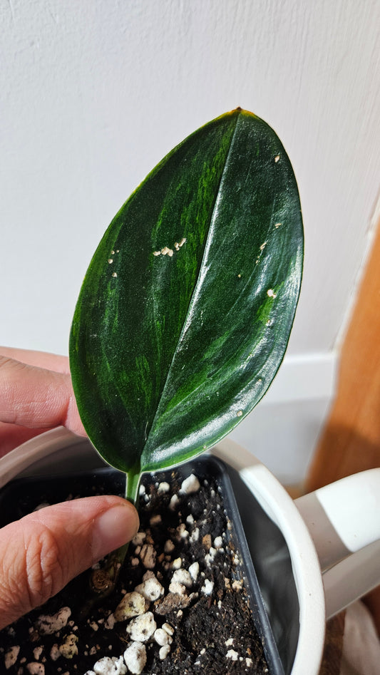 Scindapsus Treubii Dark Form Néon/Mutation (SCI-1276)