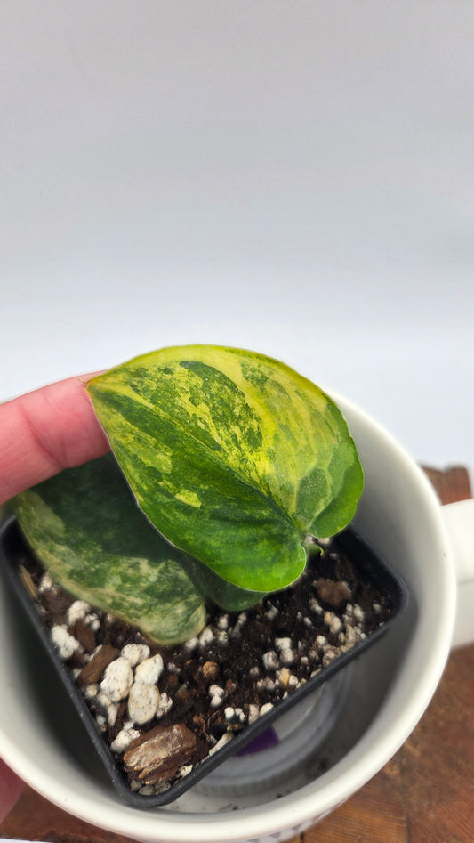 Scindapsus Parahiyangan (SCI-1069)