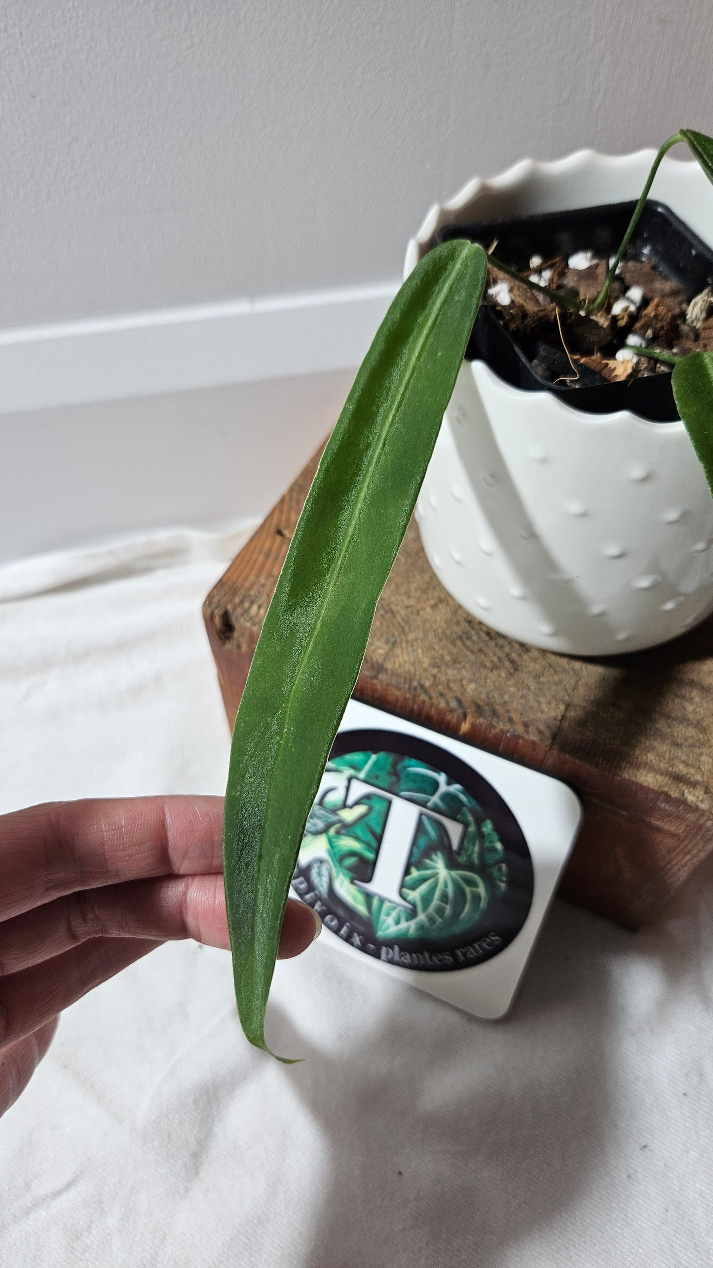 Anthurium Pallidiflorum Super Black "format MOYEN"(ANT-449)
