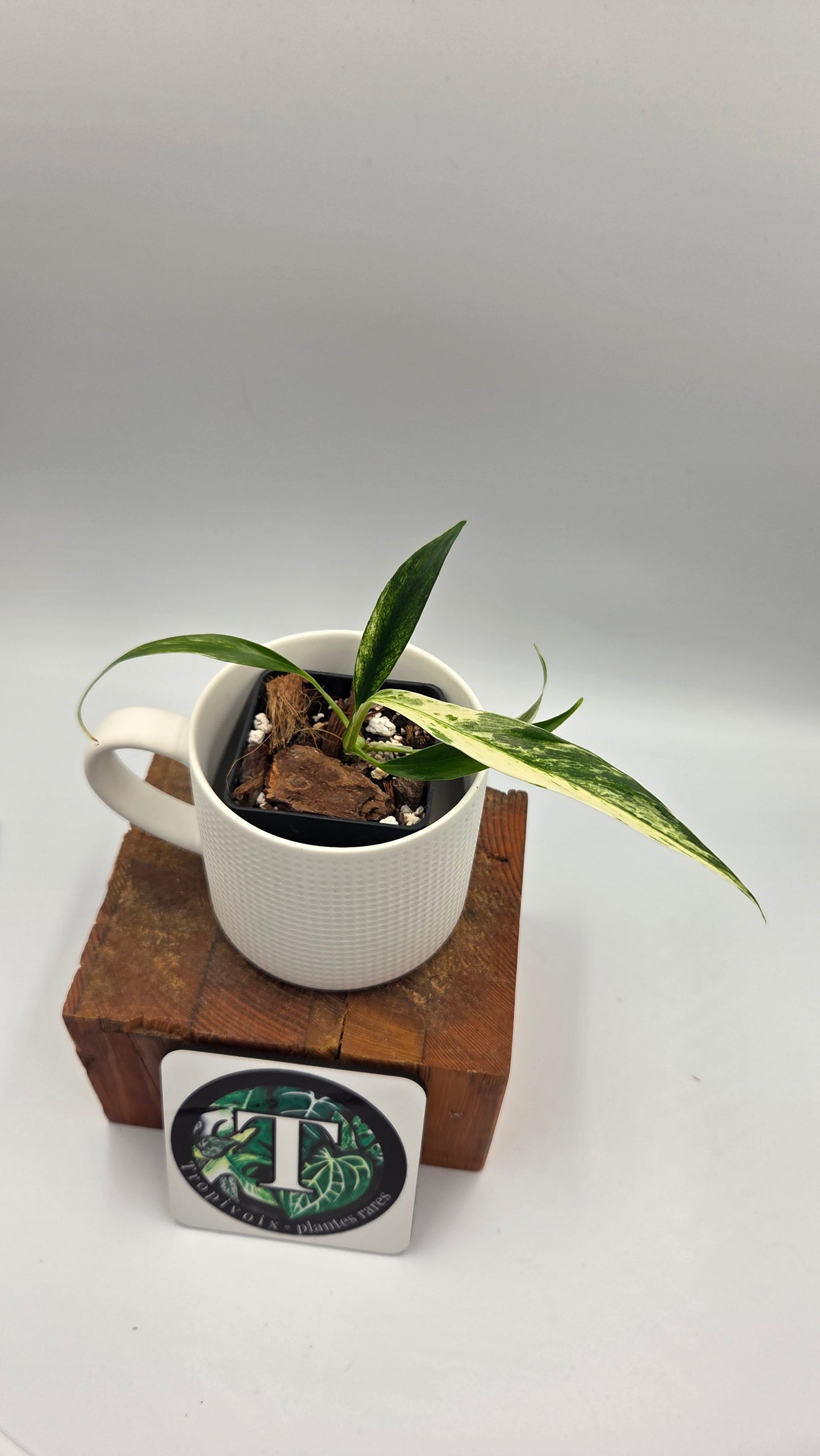 Rhaphidophora Megasperma Variegata (AUT-097)